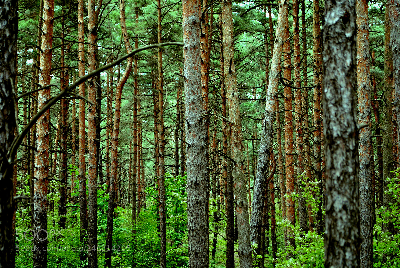 Nikon D3000 sample photo. Riga views photography