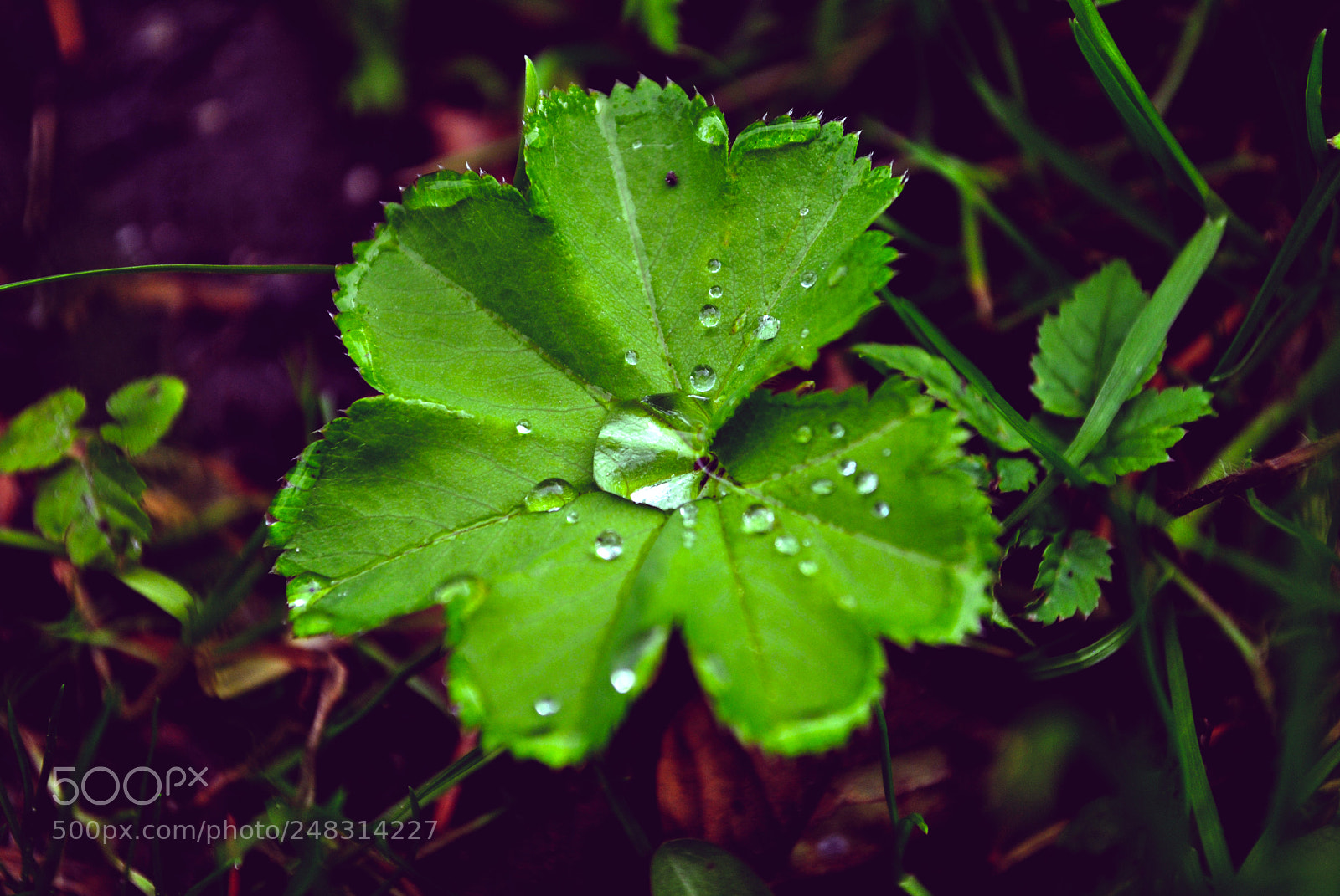 Nikon D3000 sample photo. Riga views photography