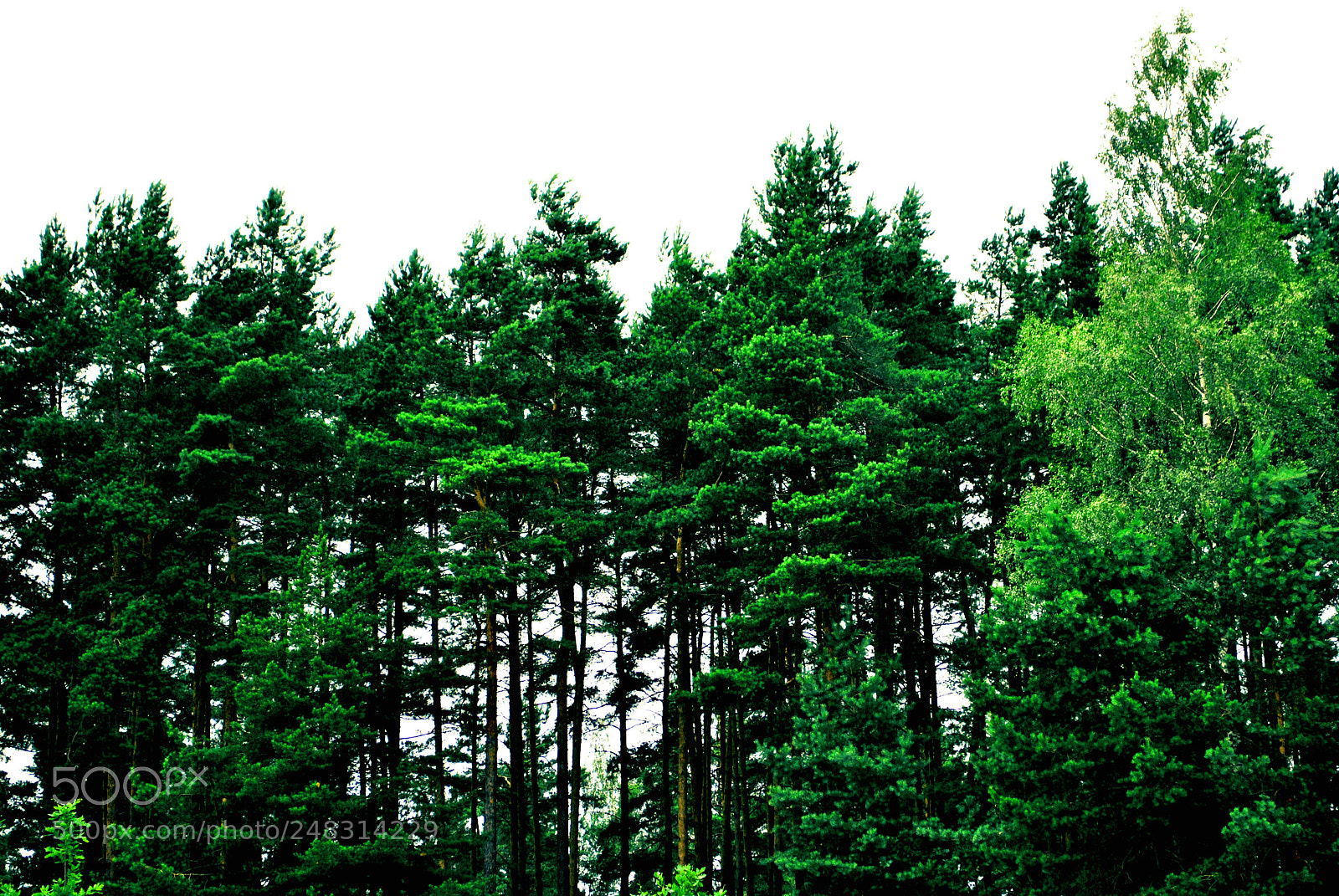 Nikon D3000 sample photo. Riga views photography