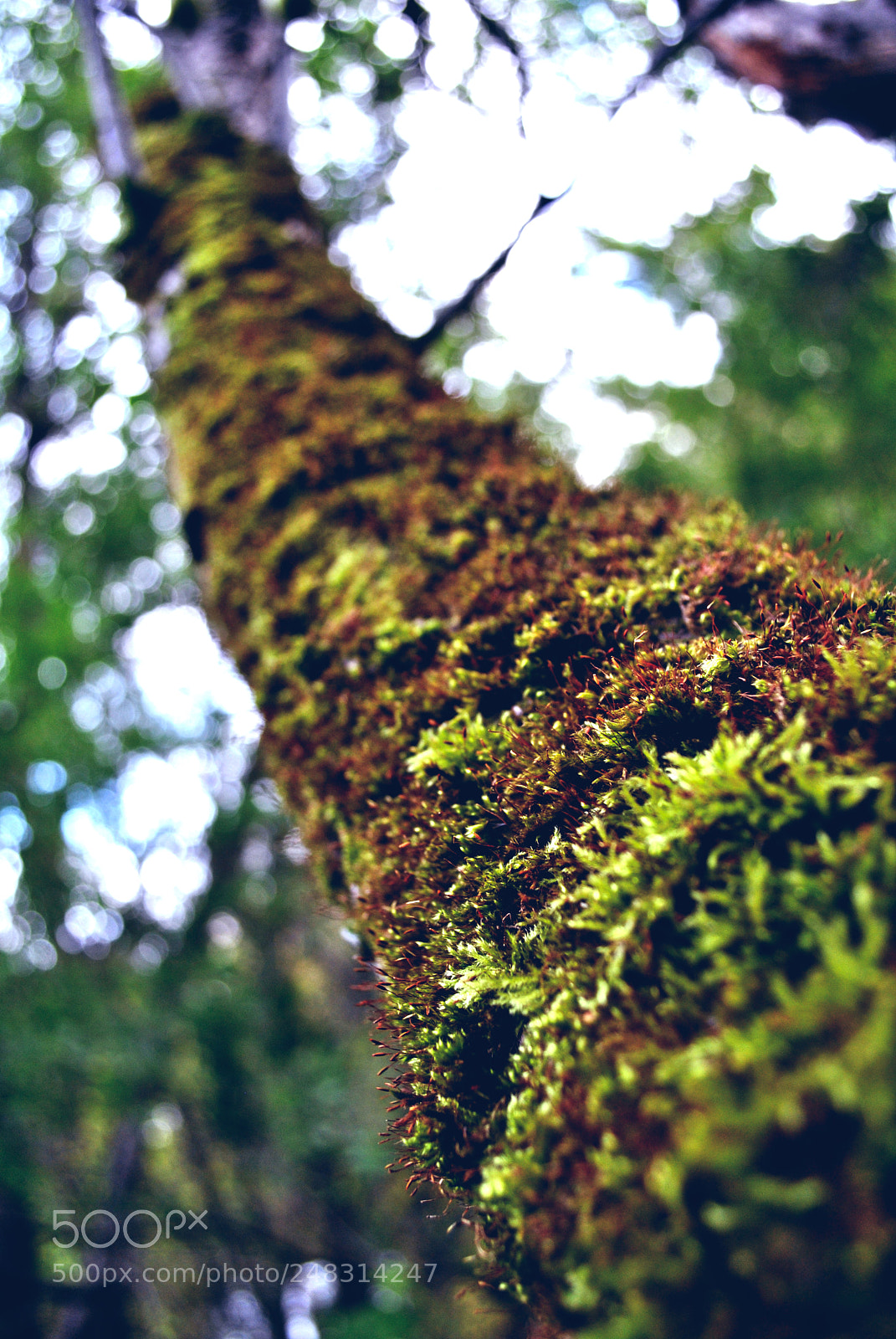 Nikon D3000 sample photo. Riga views photography