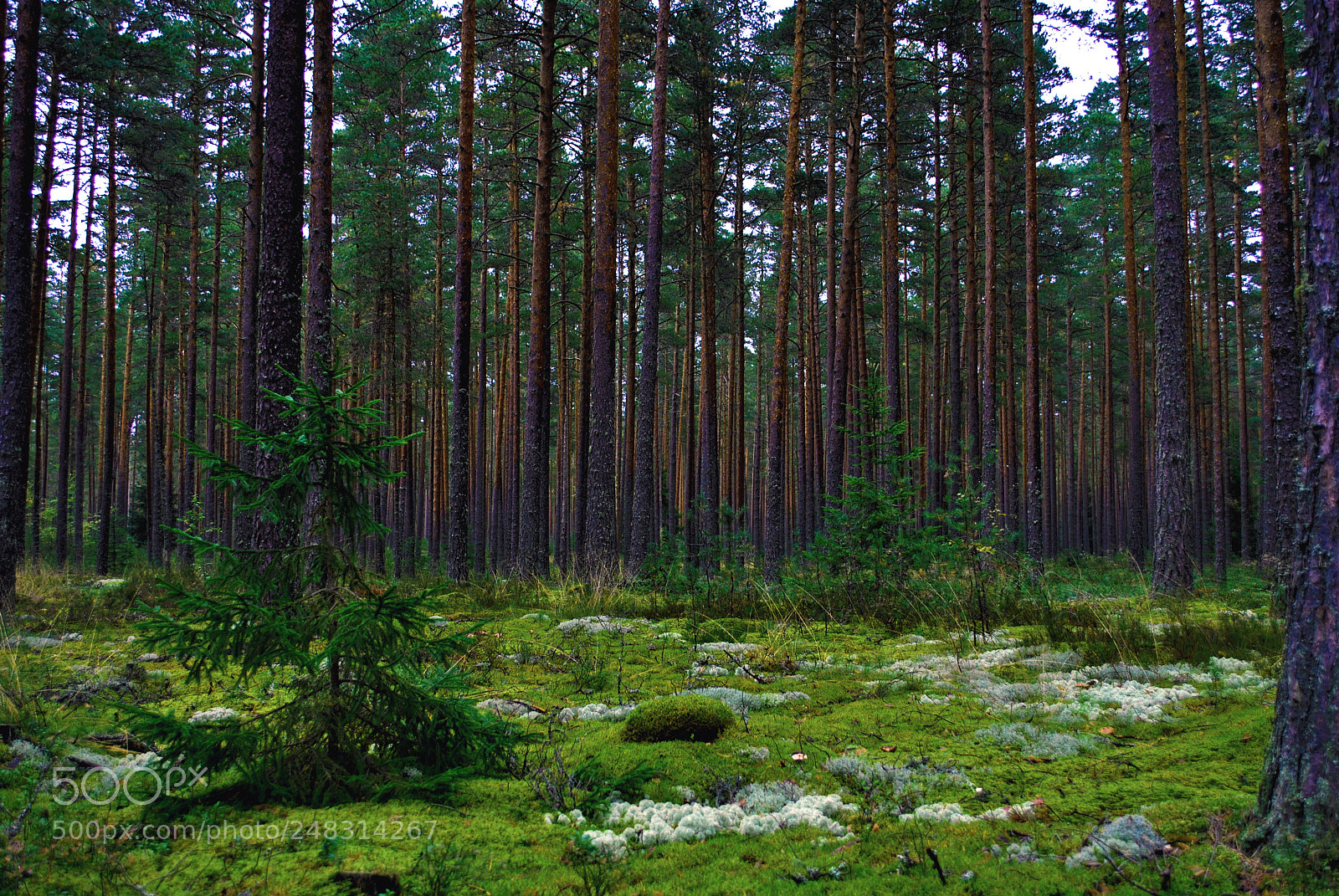 Nikon D3000 sample photo. Riga views photography