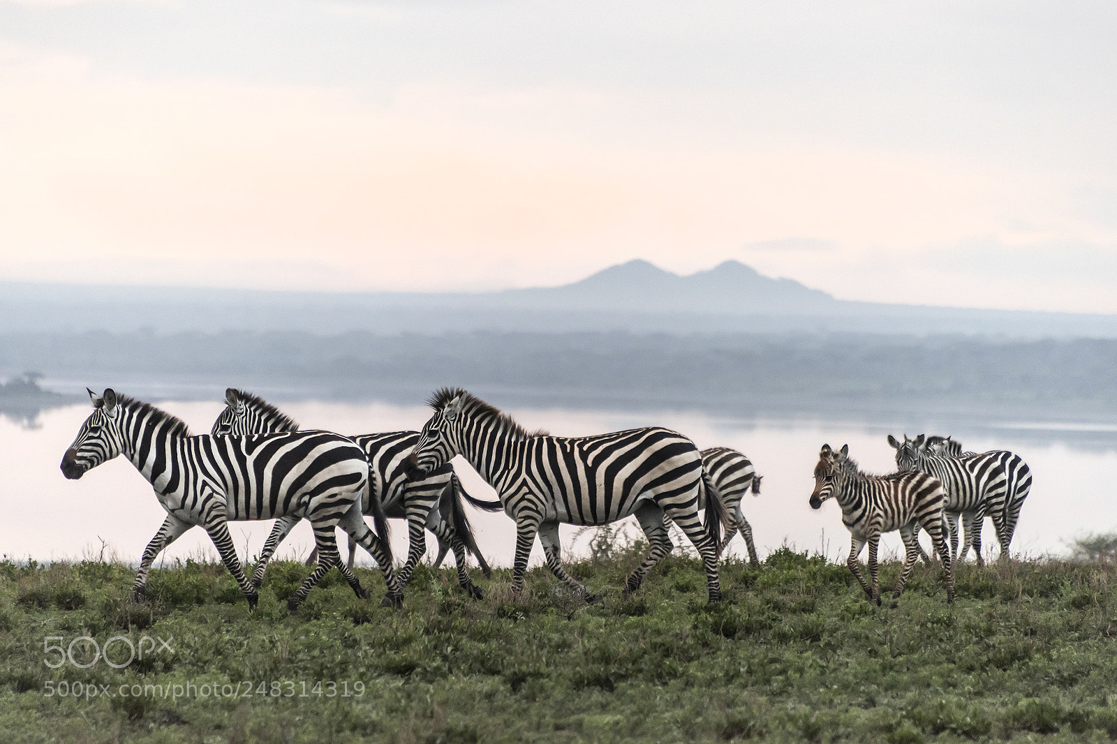 Nikon D810 sample photo. Migrating zebras photography
