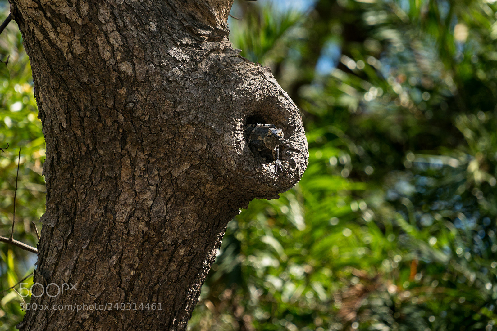 Sony a7R II sample photo. My little secret photography