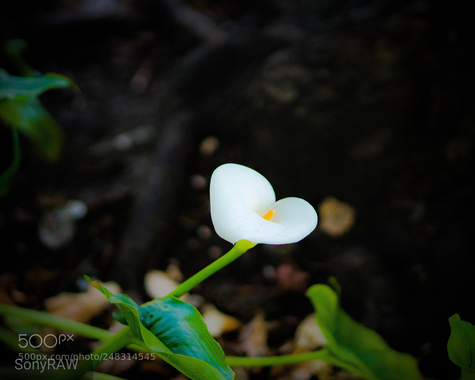 Sony a6500 sample photo. Blooming photography