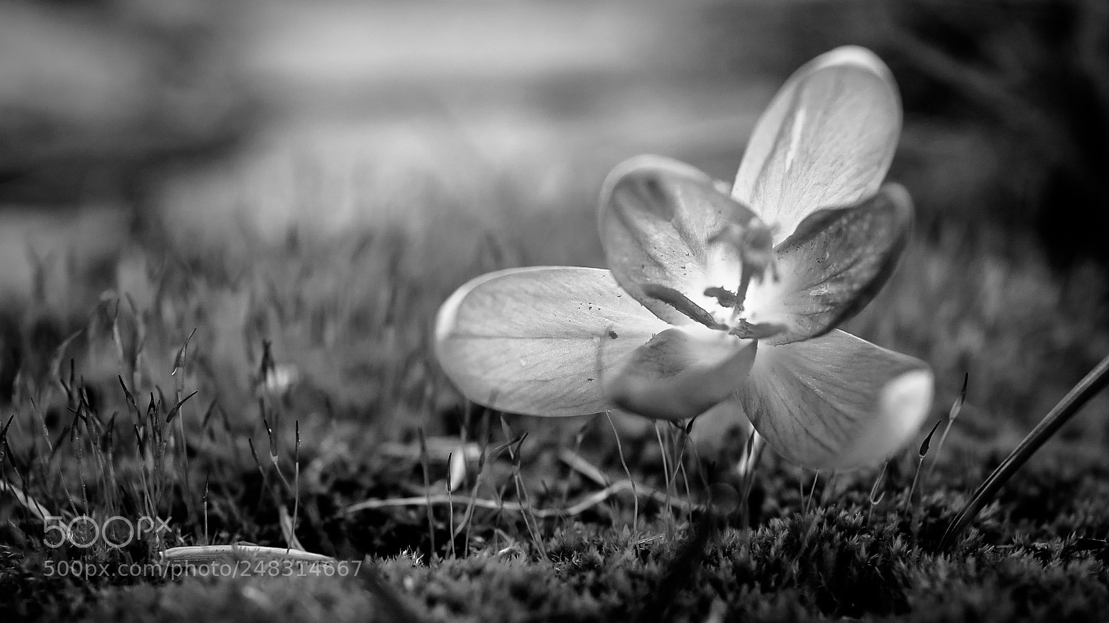 Leica Q (Typ 116) sample photo. Dream for spring photography