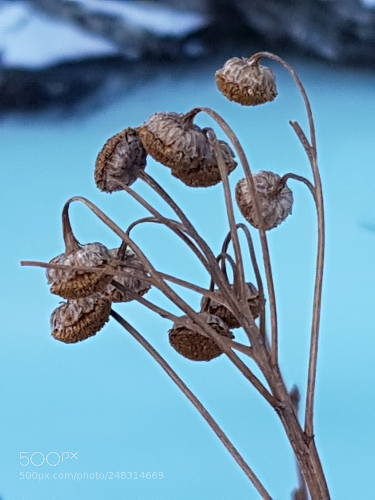 Samsung Galaxy S8 sample photo. Winter flower photography