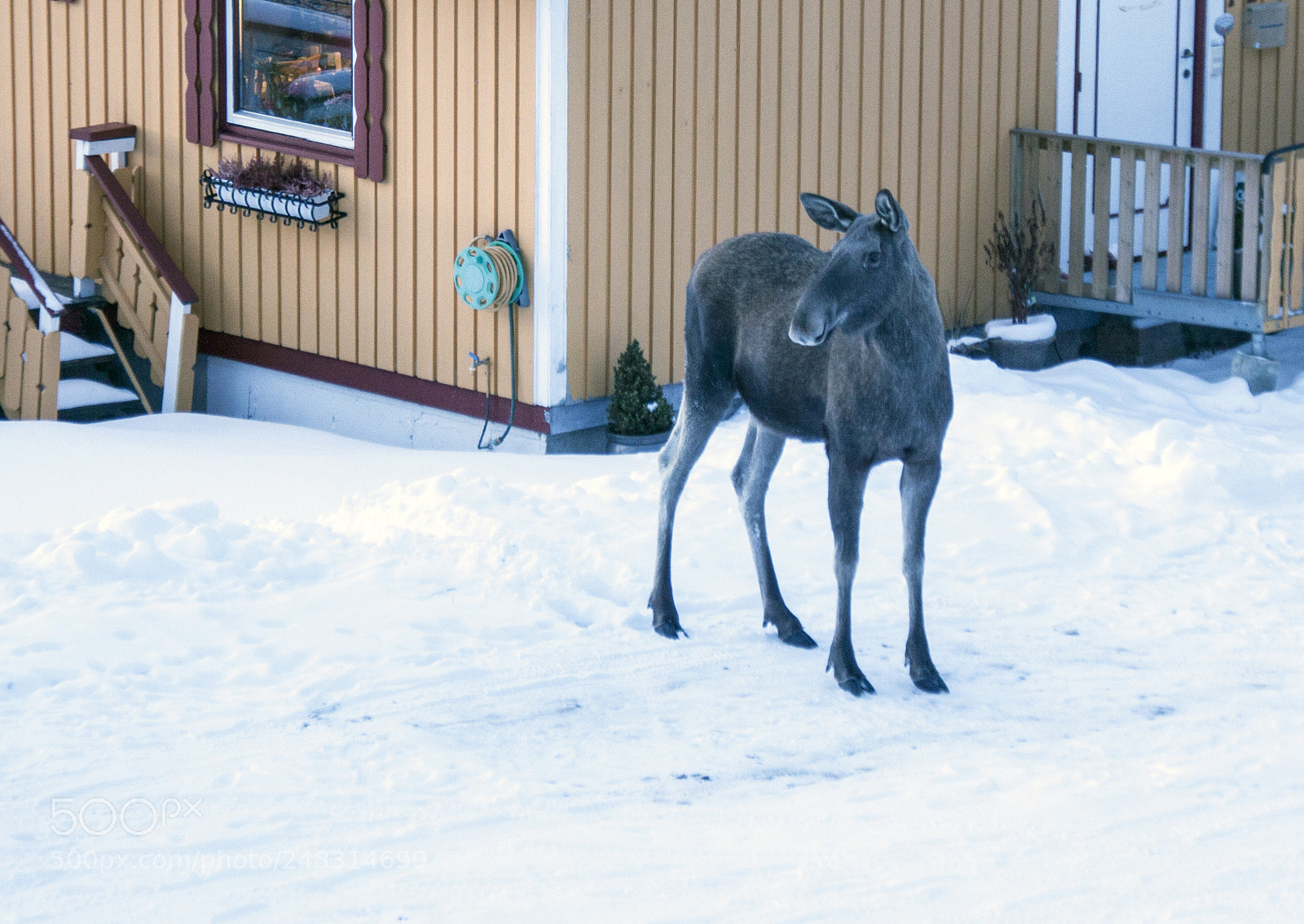 Canon EOS 50D sample photo. Urban moose photography