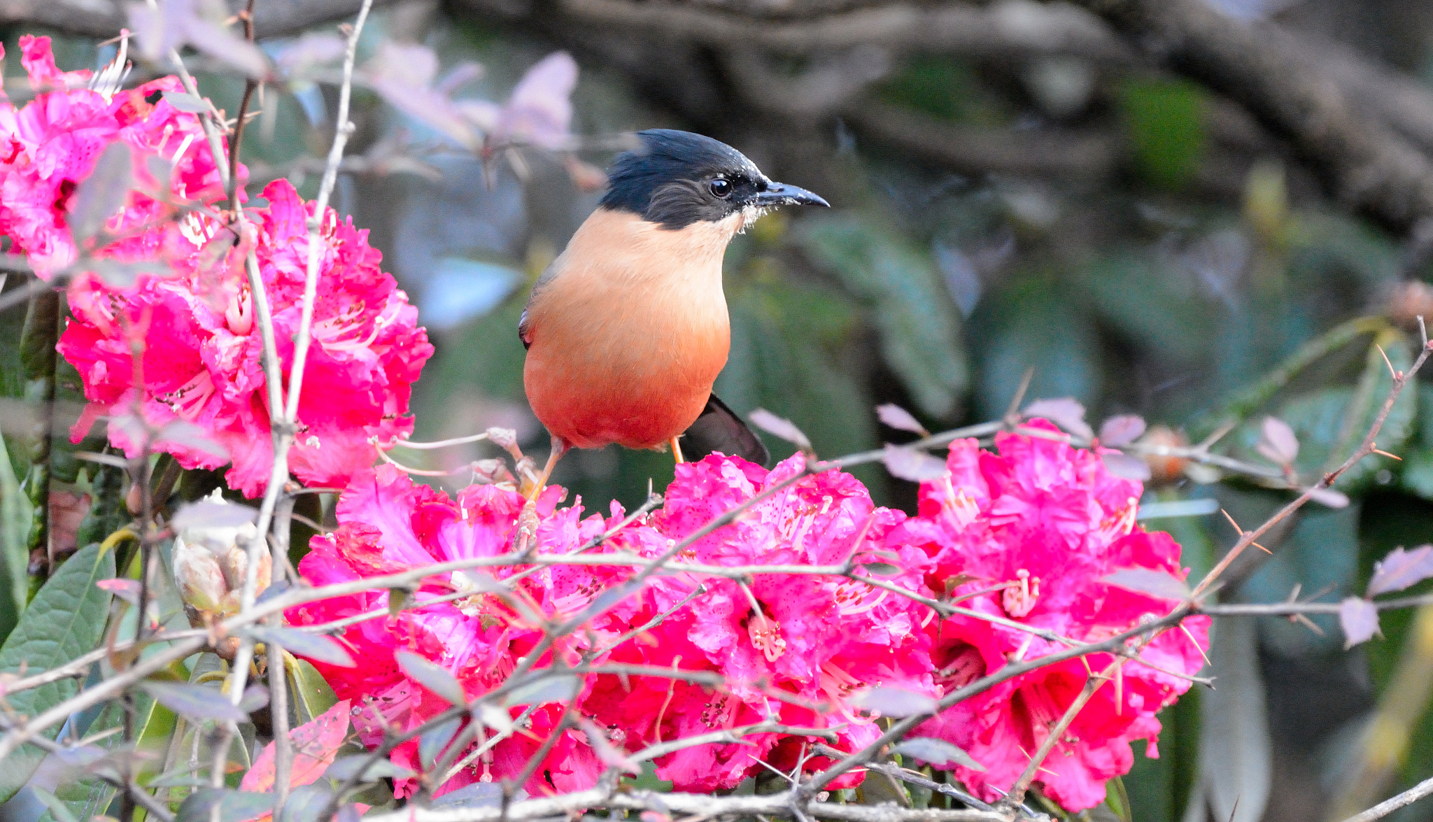 Nikon D7100 sample photo. Rufous sibia photography