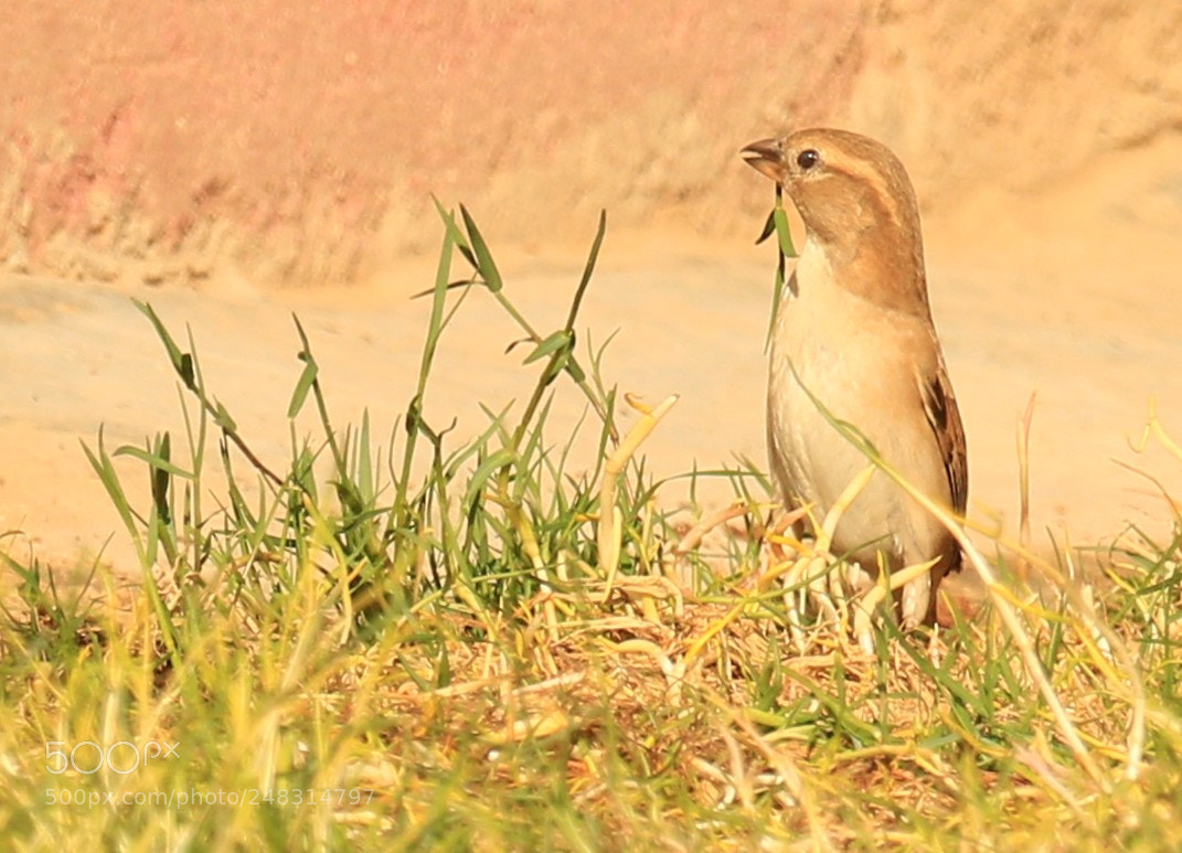 Canon EOS 7D Mark II sample photo. Untitled photography