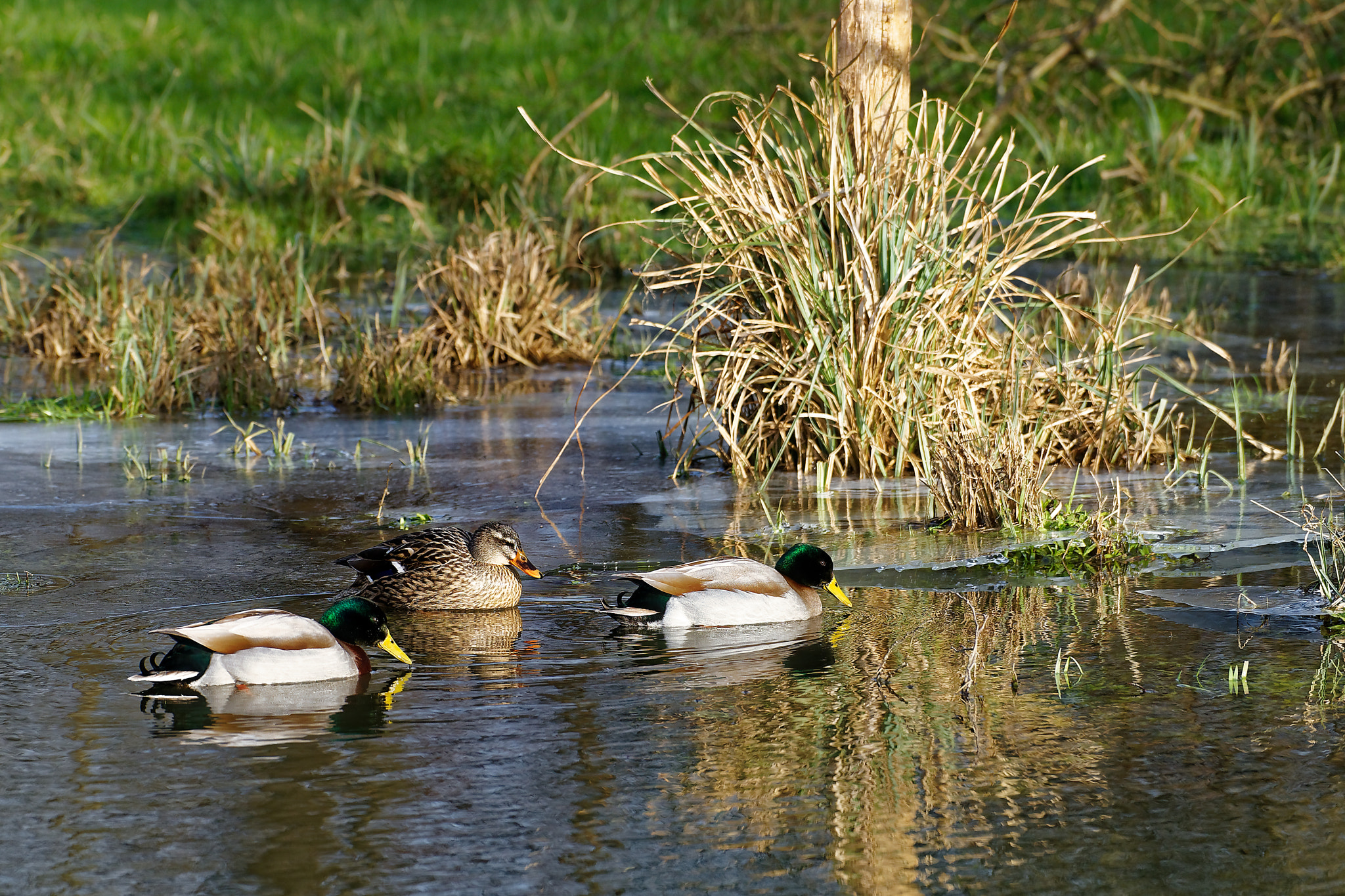 Sony a7 sample photo. Family of mallard ducks photography