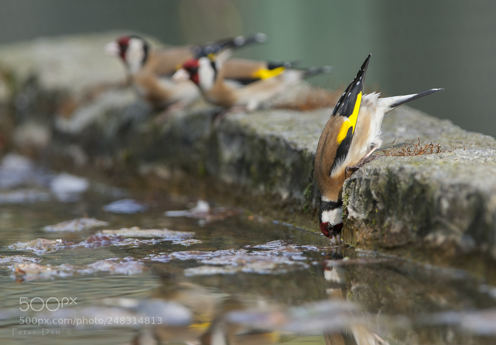 Canon EOS-1D Mark III sample photo. Thirsty photography
