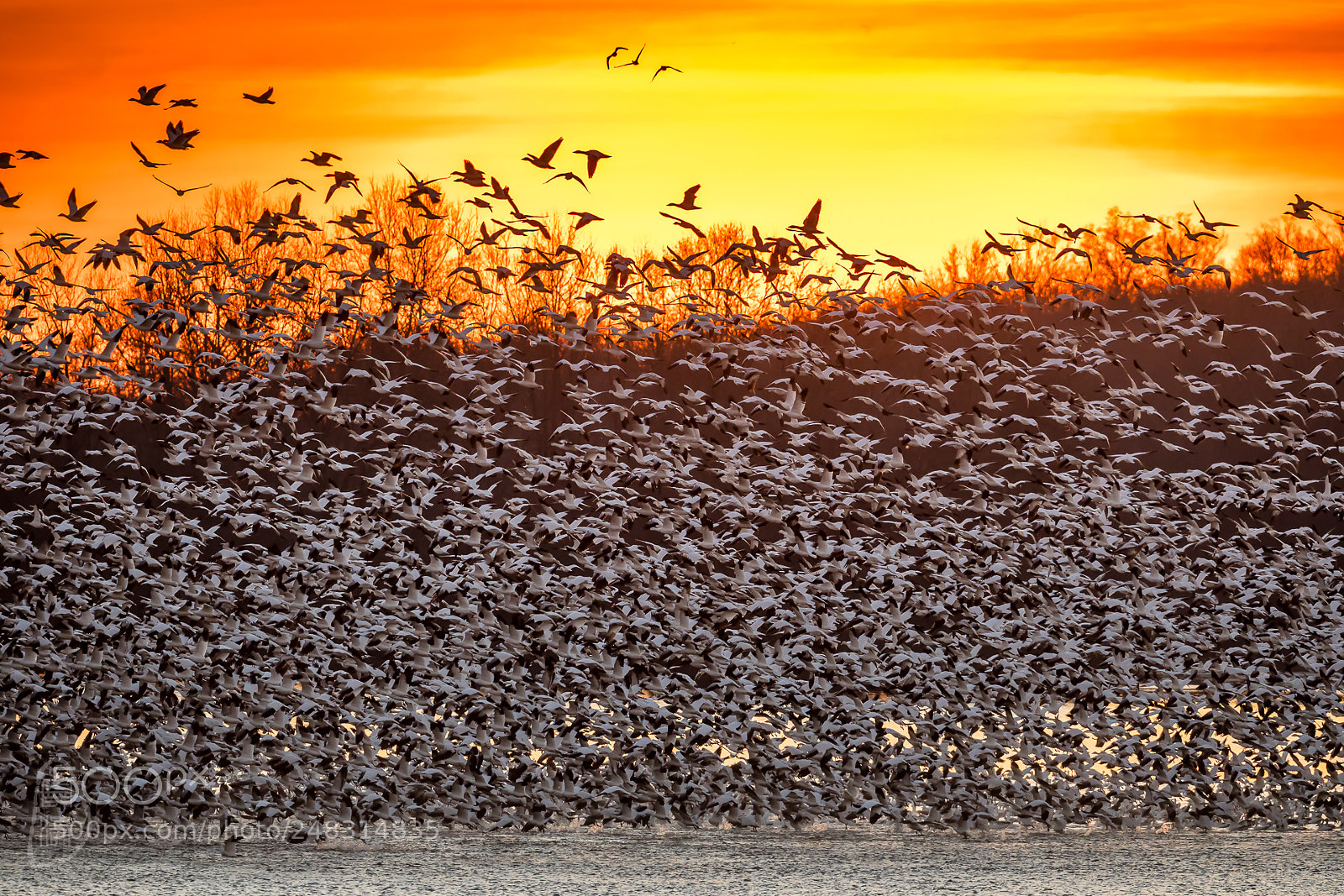 Canon EOS 5D Mark IV sample photo. Snow geese migration photography