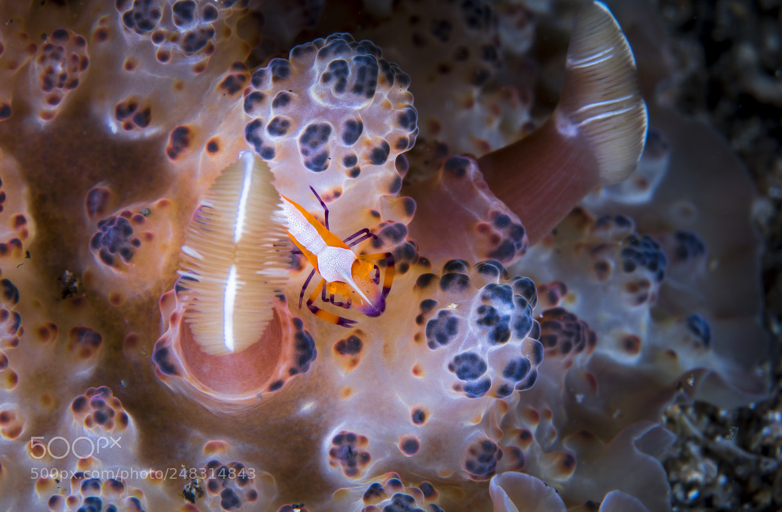 Canon EOS 5D Mark IV sample photo. Imperial shrimp on nudibranch photography