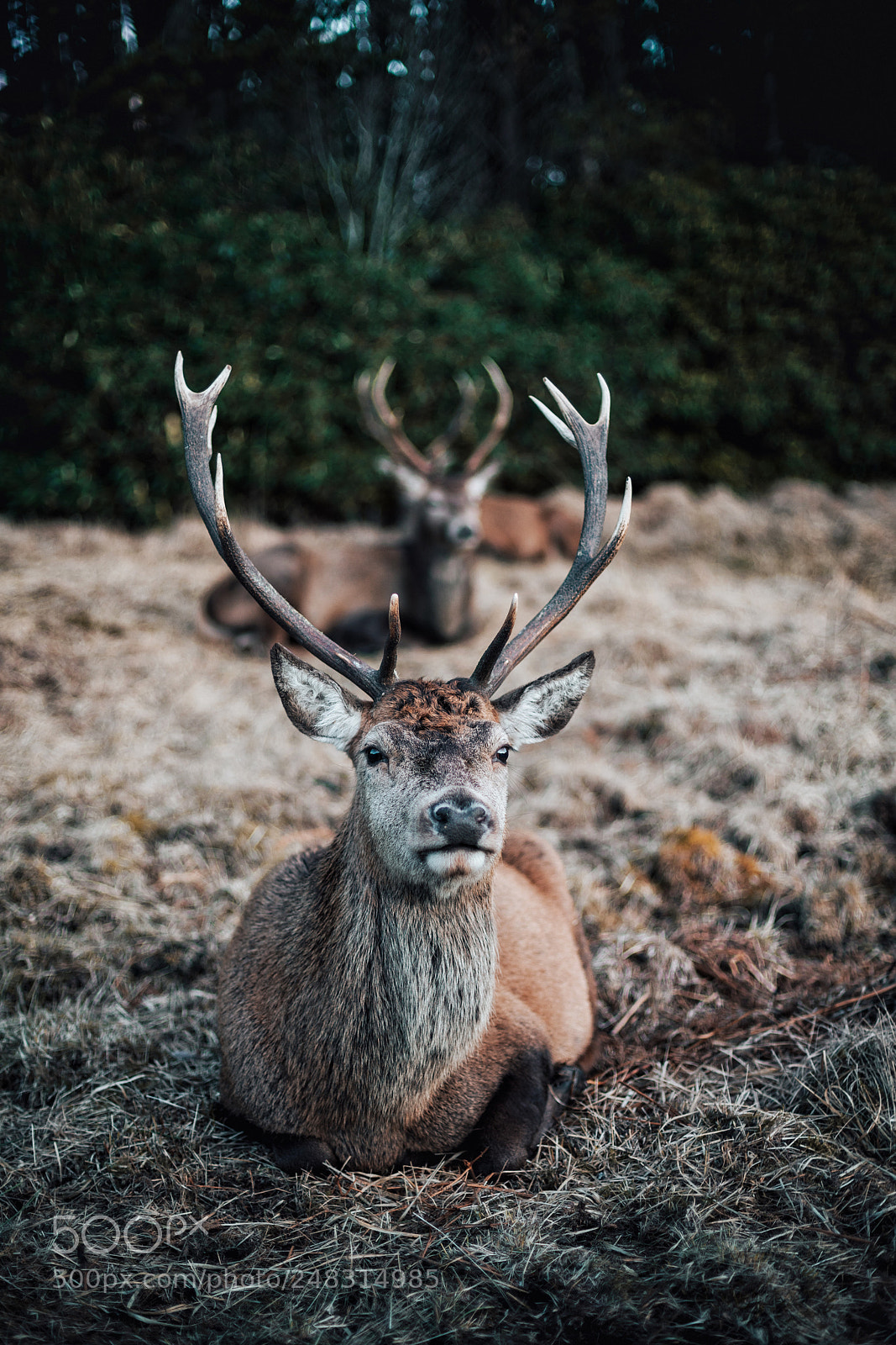 Sony a7R III sample photo. Double trouble photography