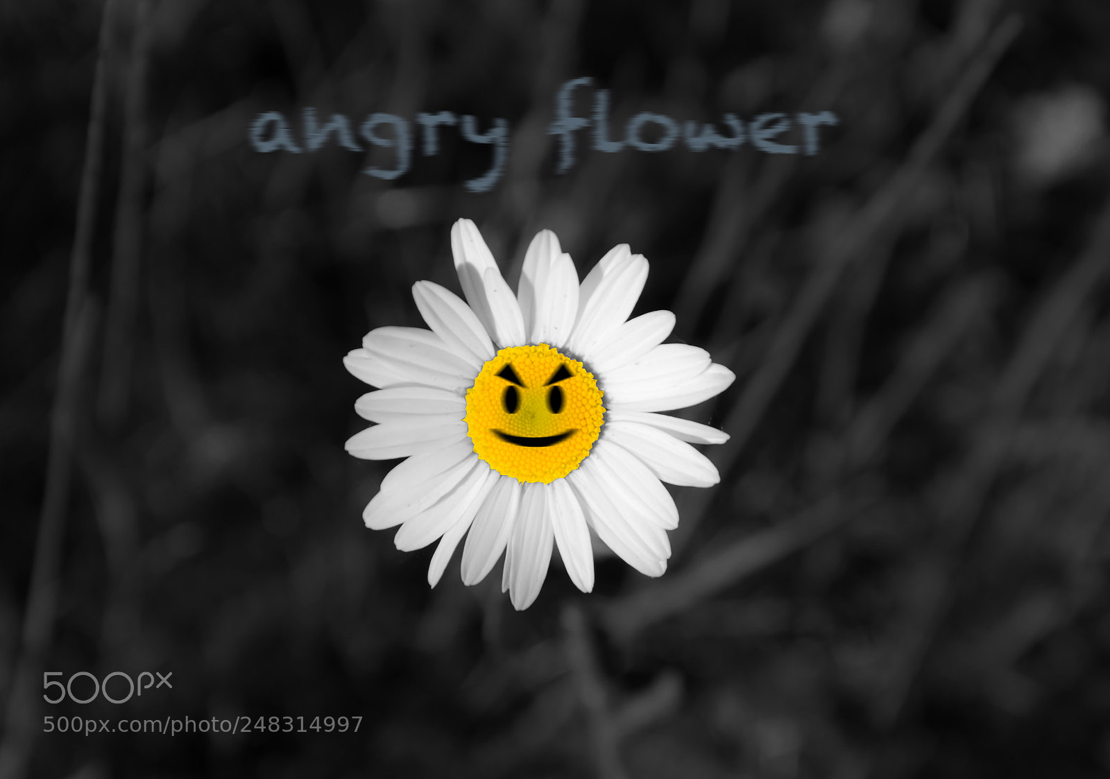 Nikon D5300 sample photo. Angry flower photography
