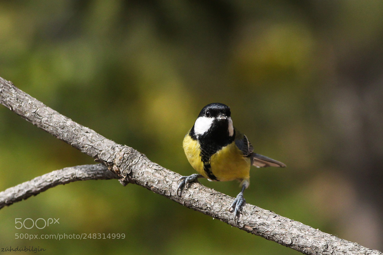 Canon EOS 650D (EOS Rebel T4i / EOS Kiss X6i) sample photo. Bird in branch photography