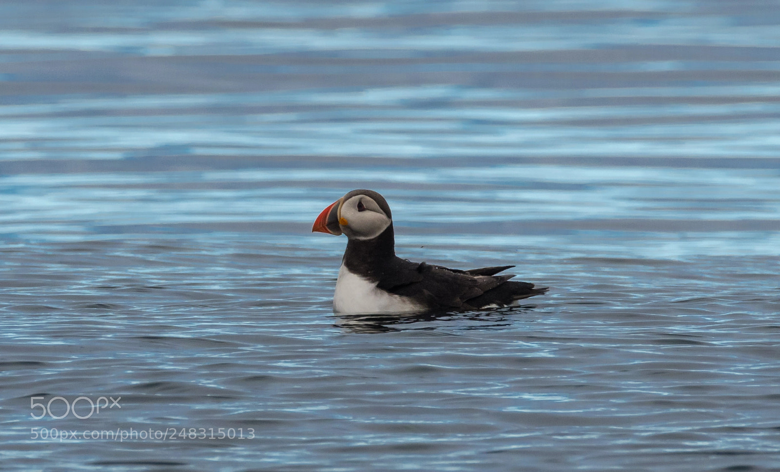 Nikon D500 sample photo. Puffin - papageientaucher photography