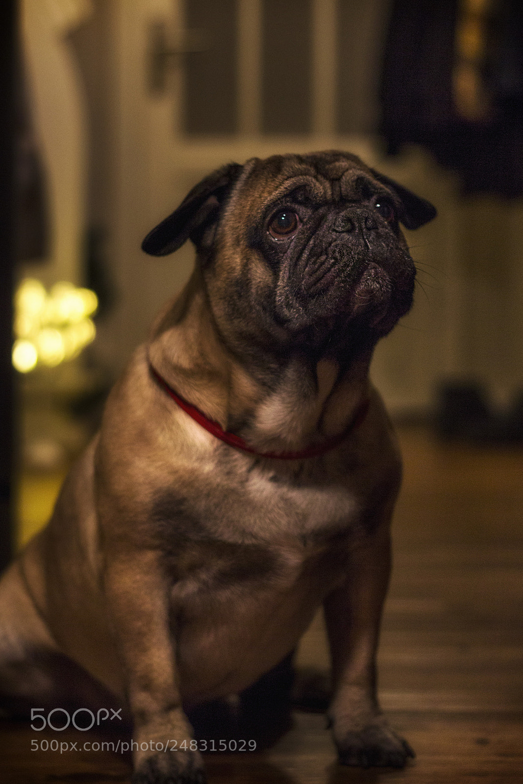Canon EOS 550D (EOS Rebel T2i / EOS Kiss X4) sample photo. Guts the pug photography