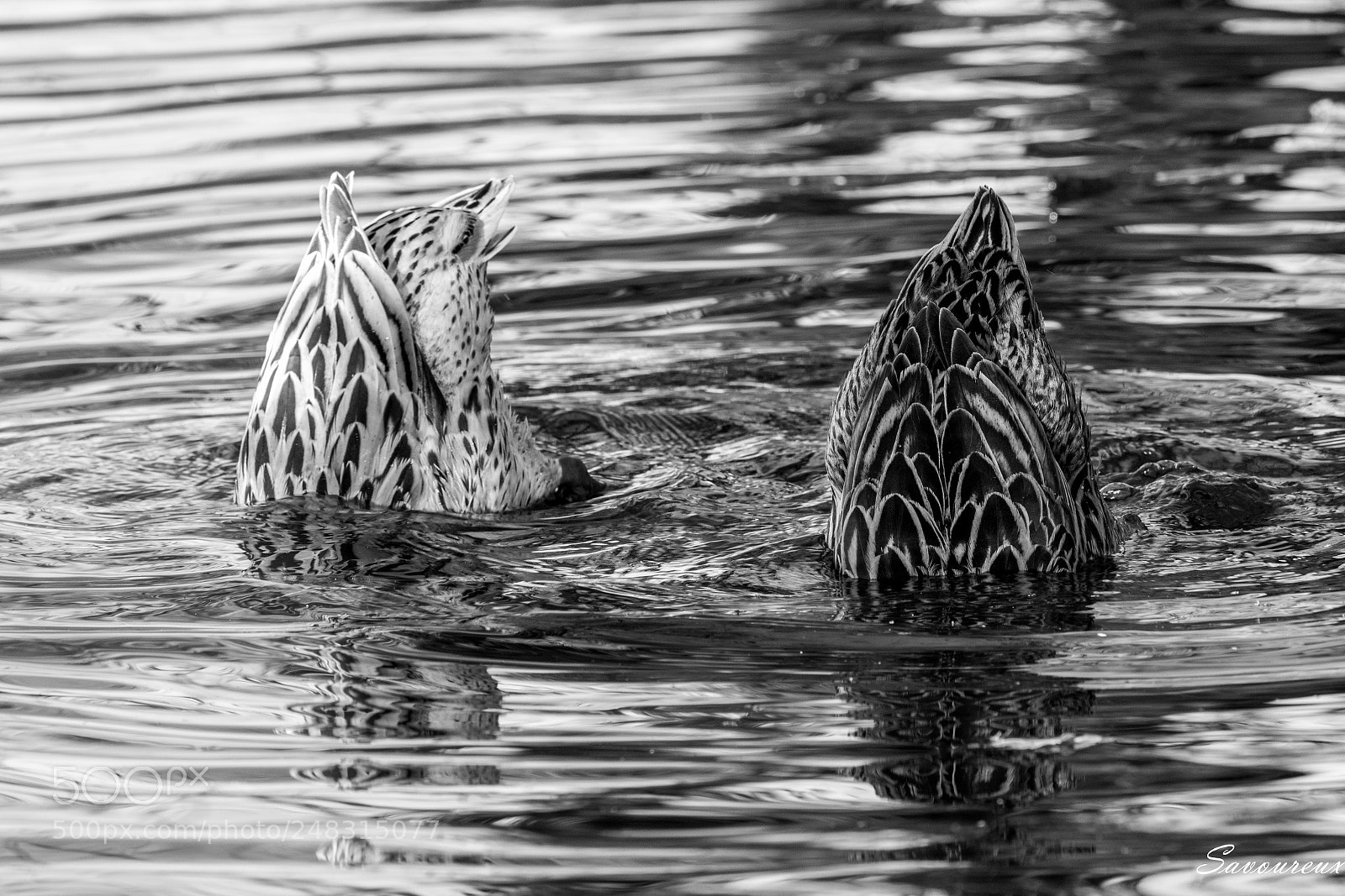 Nikon D5500 sample photo. Upside down photography