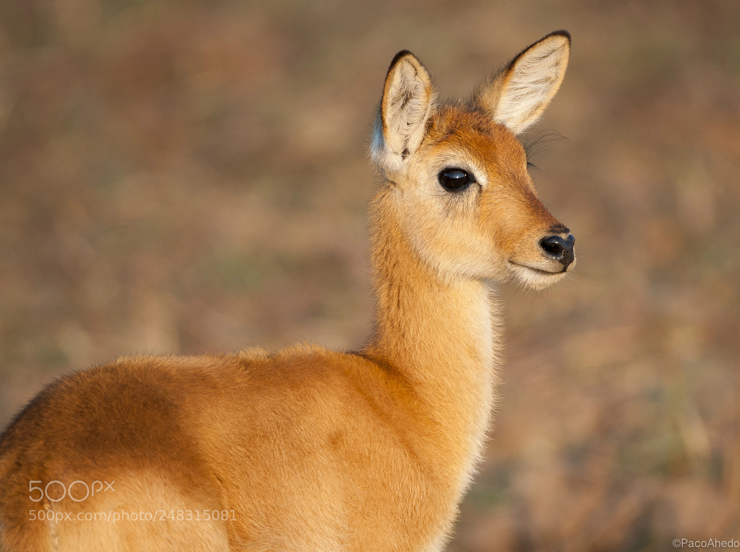 Nikon D300 sample photo. Little puku photography