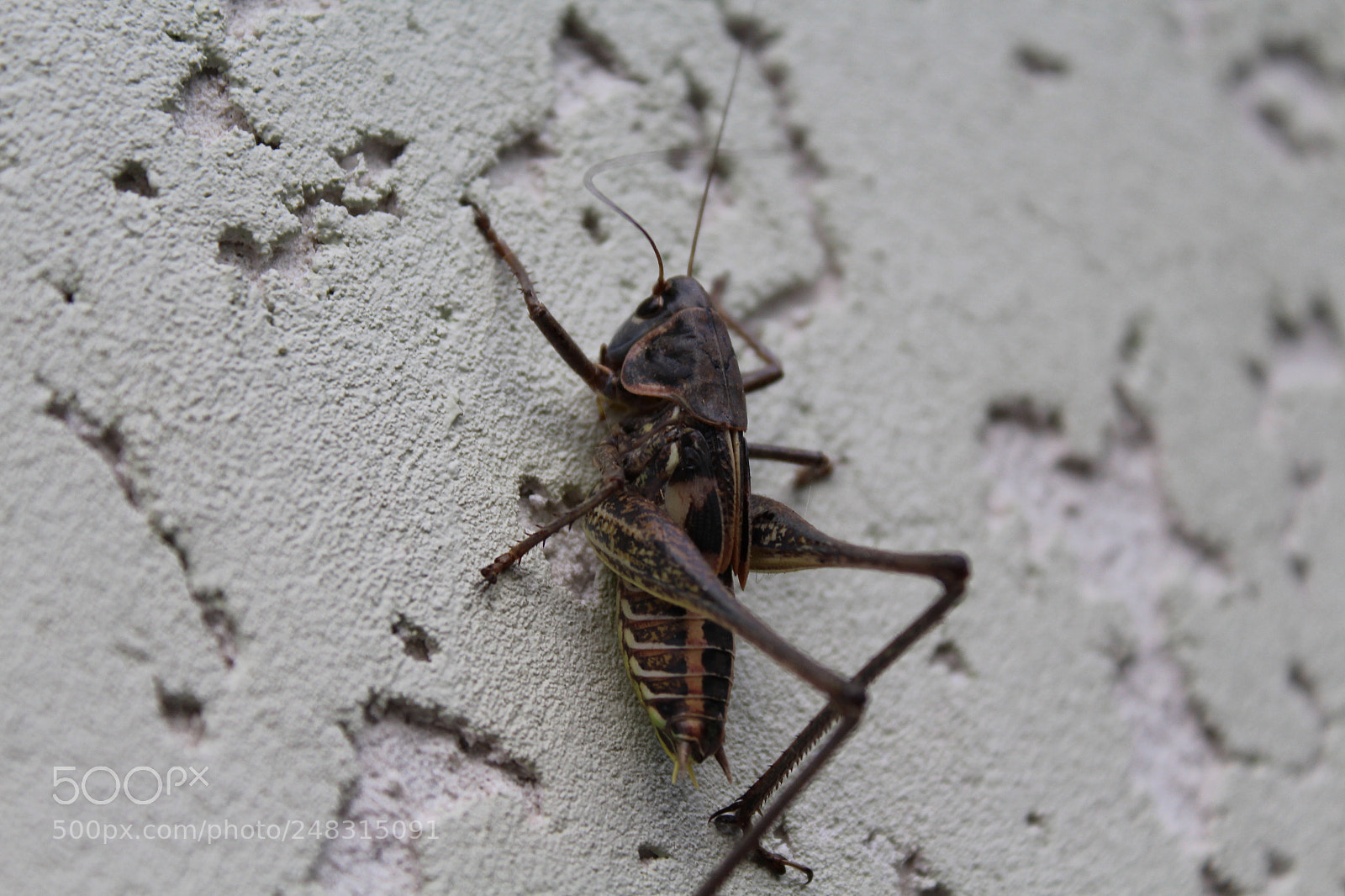 Canon EF-S 18-55mm F3.5-5.6 III sample photo. Img photography