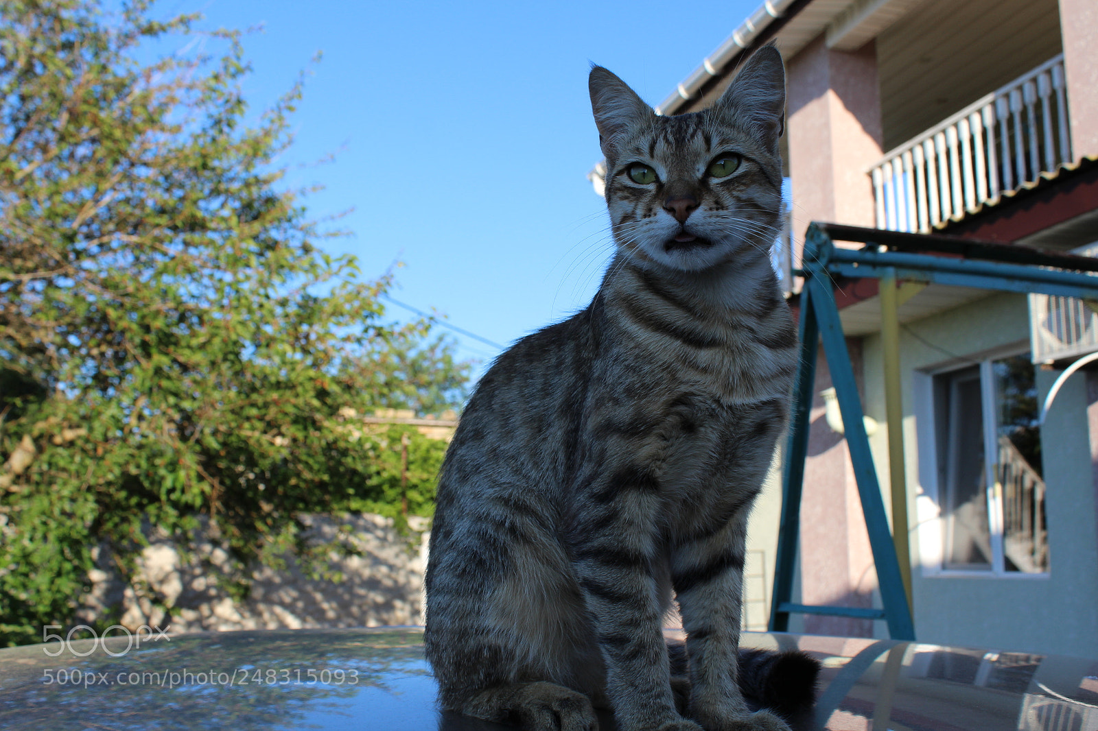 Canon EF-S 18-55mm F3.5-5.6 III sample photo. Img photography