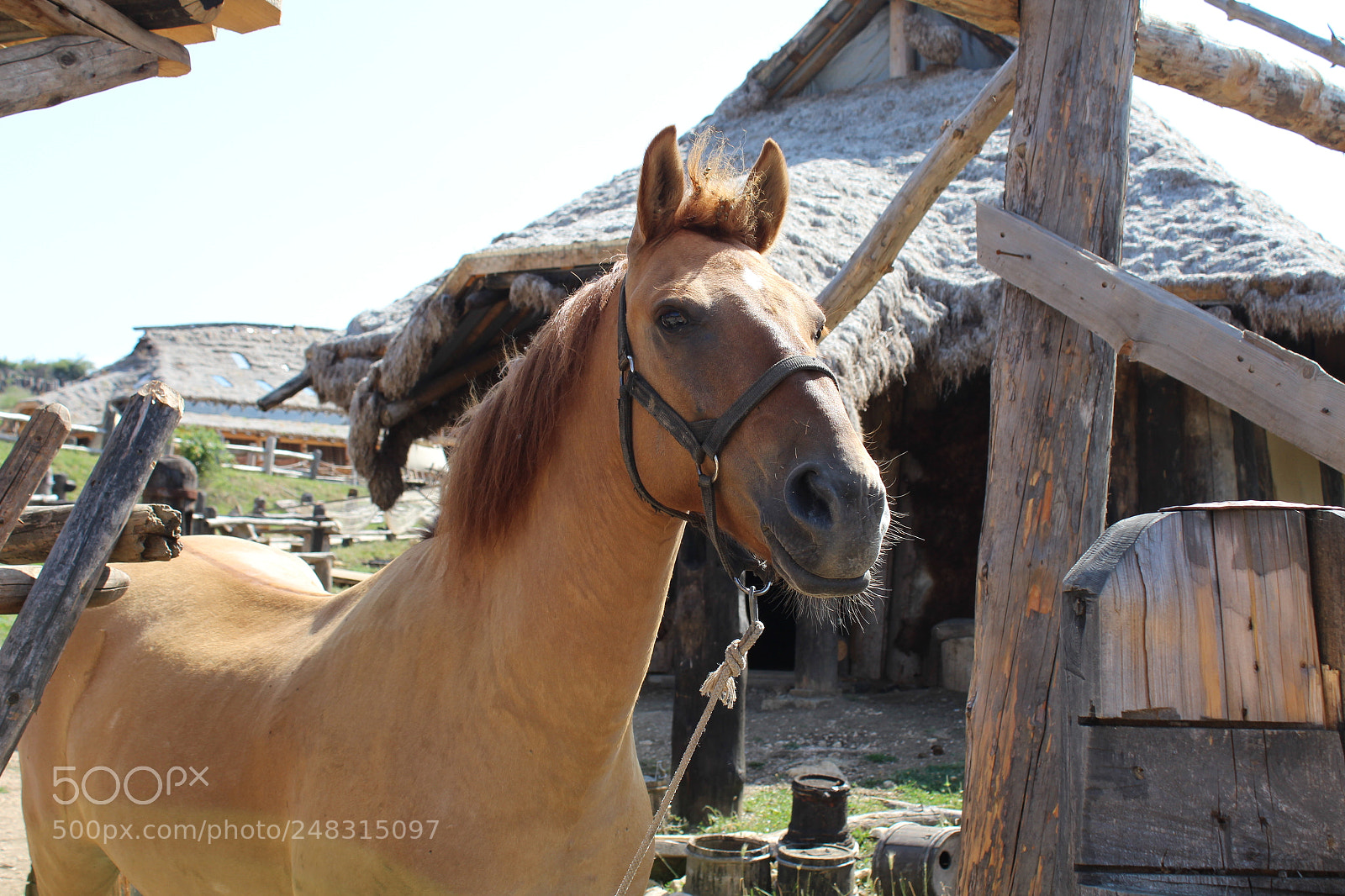 Canon EF-S 18-55mm F3.5-5.6 III sample photo. Img photography