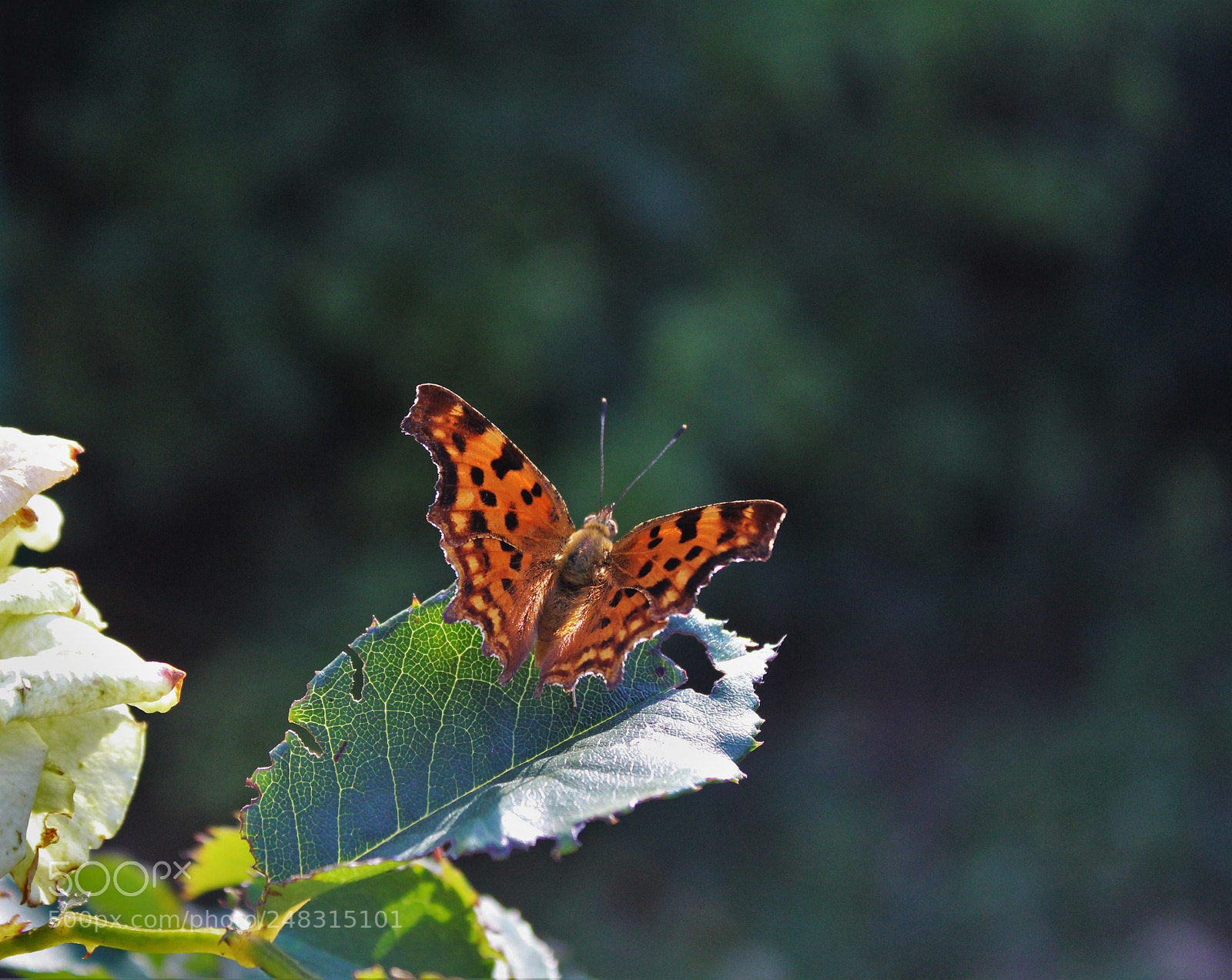 Canon EOS 700D (EOS Rebel T5i / EOS Kiss X7i) sample photo. Img photography