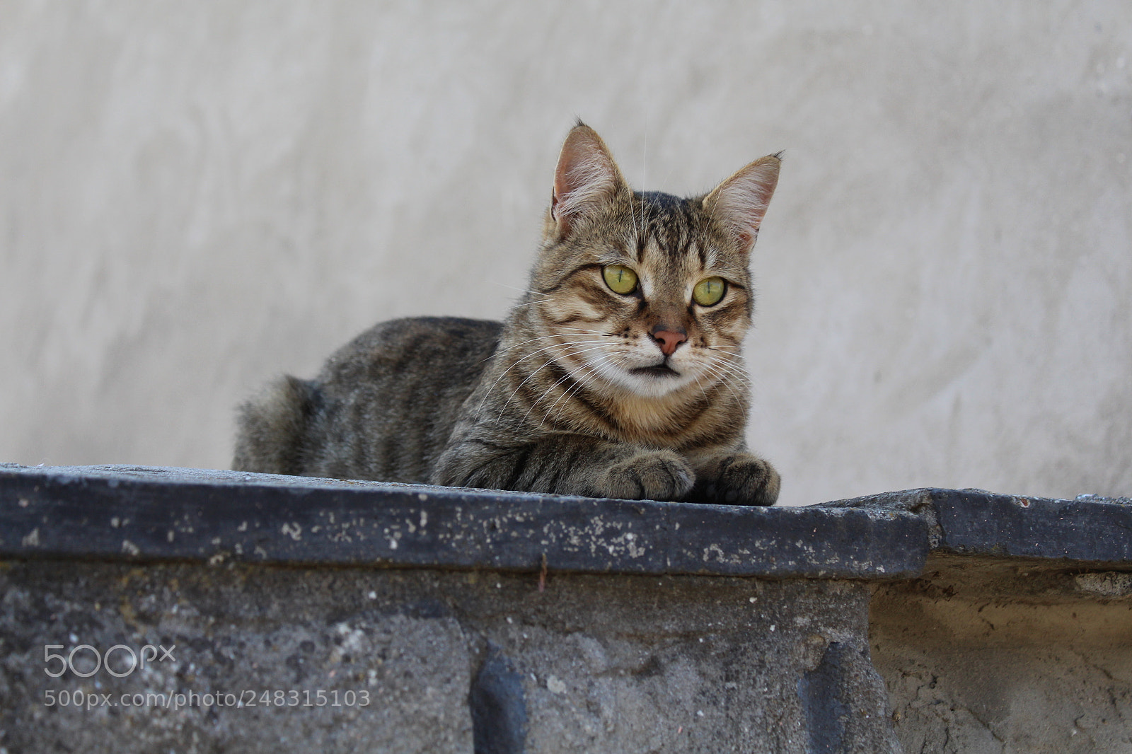 Canon EF-S 18-55mm F3.5-5.6 III sample photo. Img photography