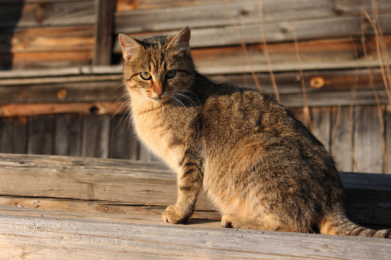 Canon EOS 700D (EOS Rebel T5i / EOS Kiss X7i) sample photo. Cat on wood photography
