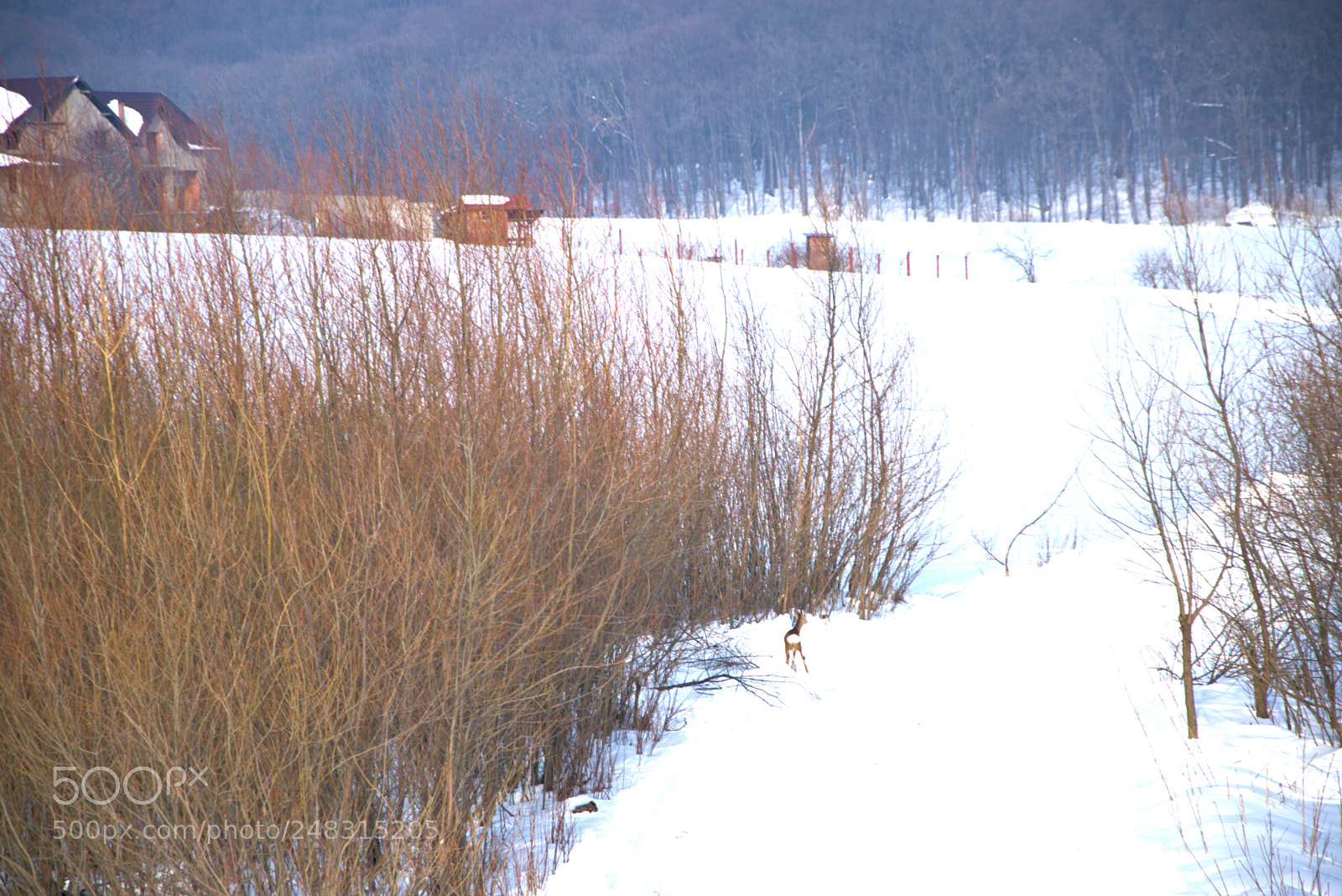 Nikon D5300 sample photo. A deer at the photography