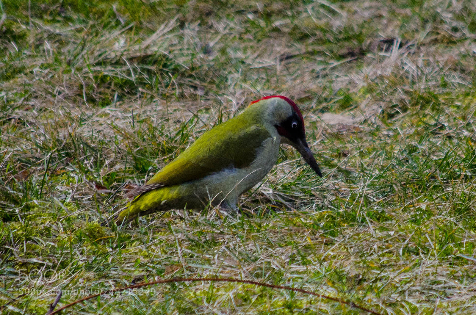 Nikon D5100 sample photo. European green woodpecker photography