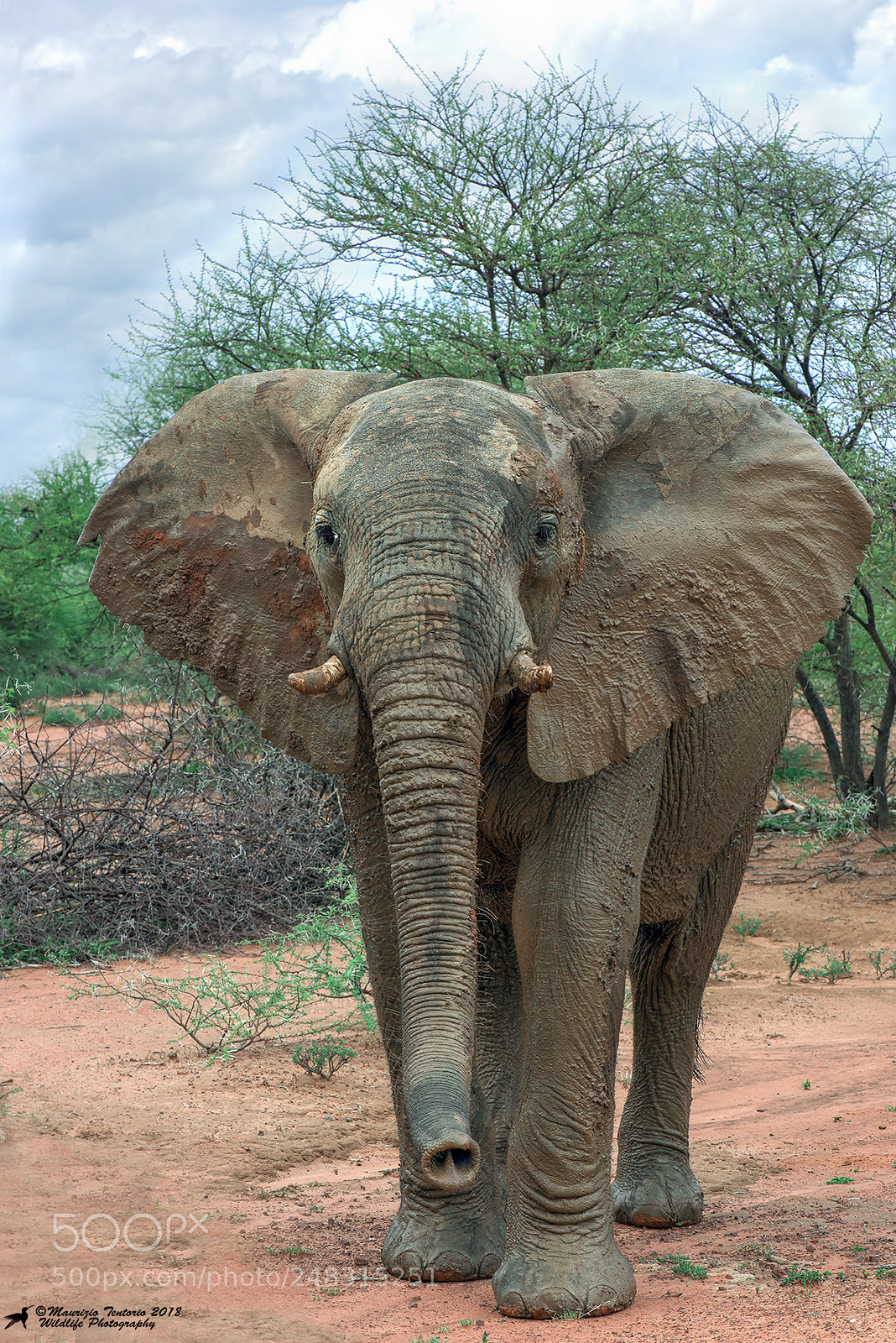 Nikon D800 sample photo. Elefante loxodonta africana photography