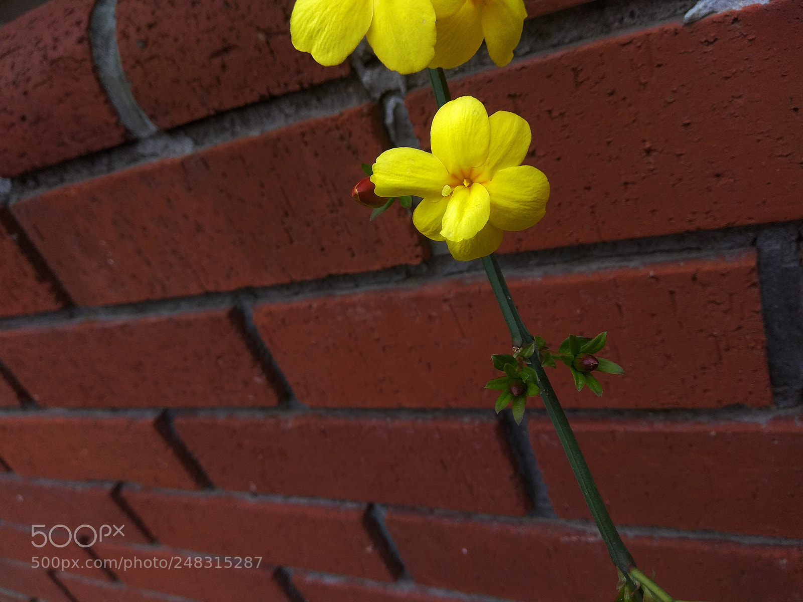 Xiaomi Redmi Note 4 sample photo. Untitled photography