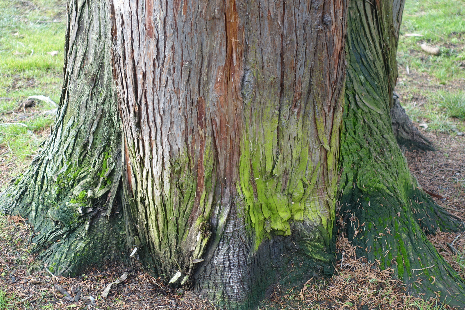 Sony Cyber-shot DSC-RX100 III sample photo. Tree trunk photography