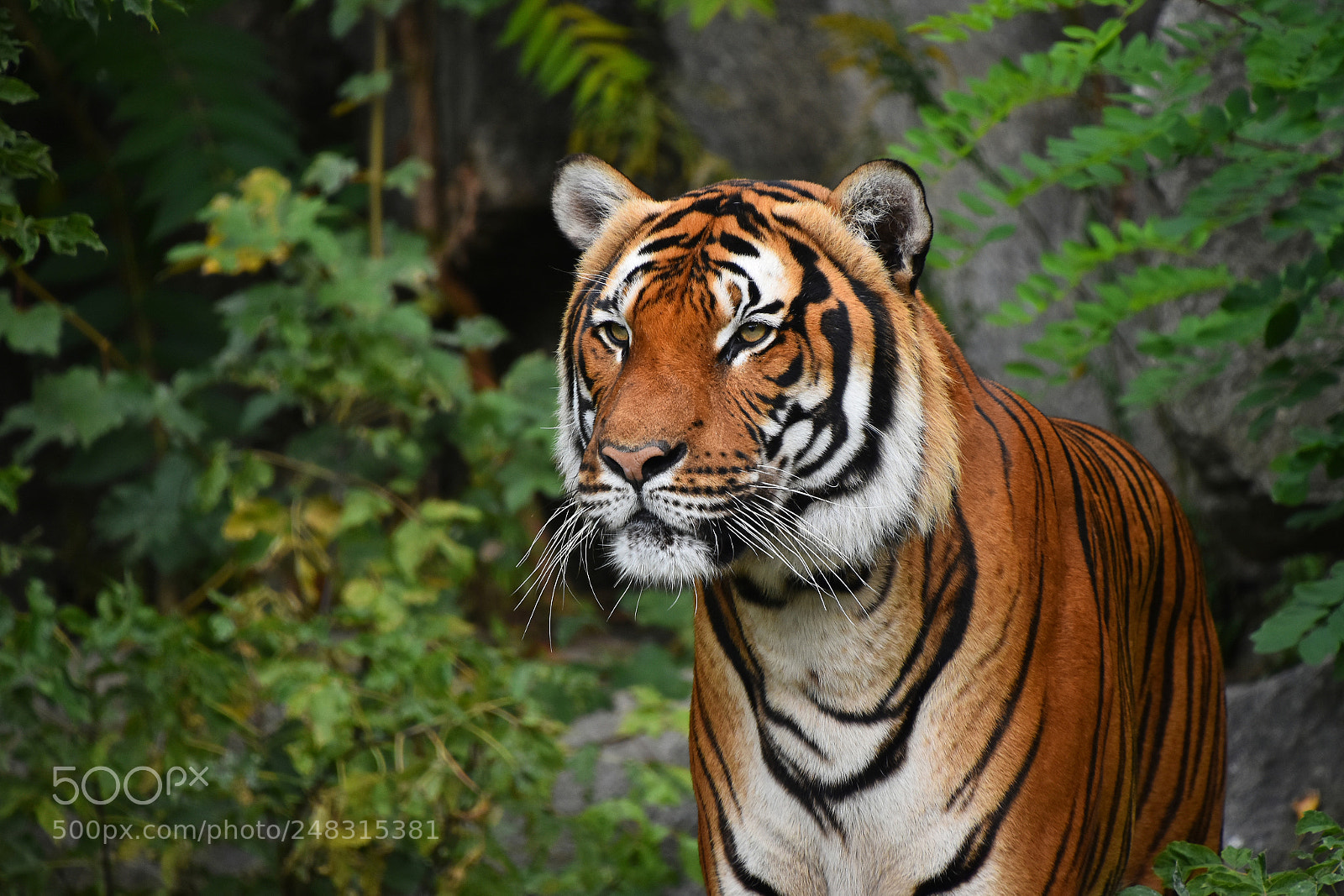 Nikon D5500 sample photo. Close up portrait of photography