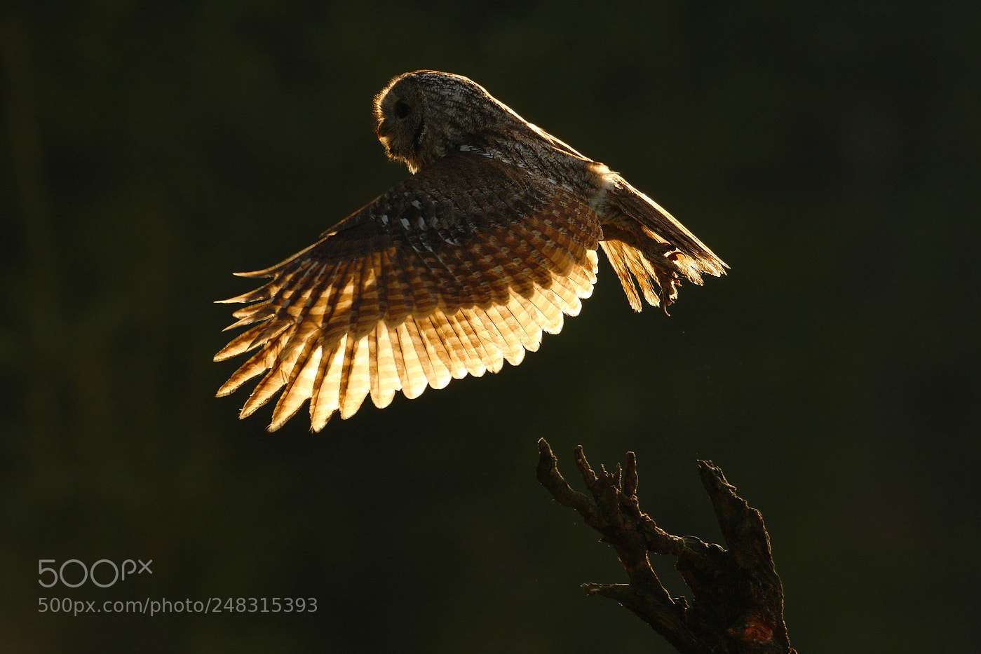 Canon EOS-1D Mark III sample photo. Tawny owl (strix aluco) photography