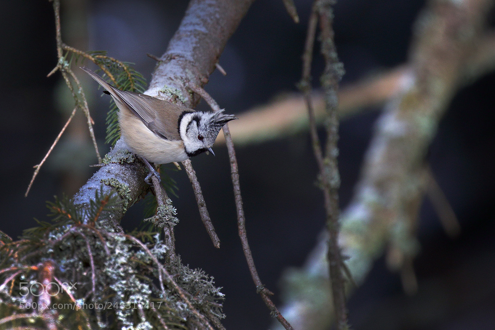 Canon EOS 7D Mark II sample photo. European crested tit photography
