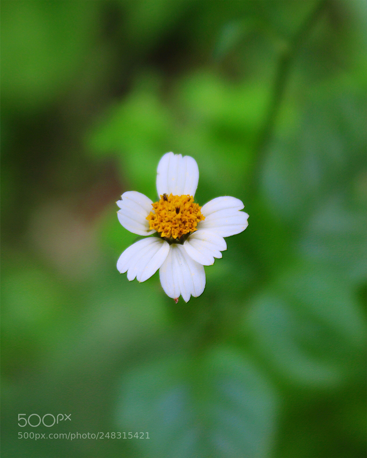 Canon EOS 1300D (EOS Rebel T6 / EOS Kiss X80) sample photo. Flowers are the most photography
