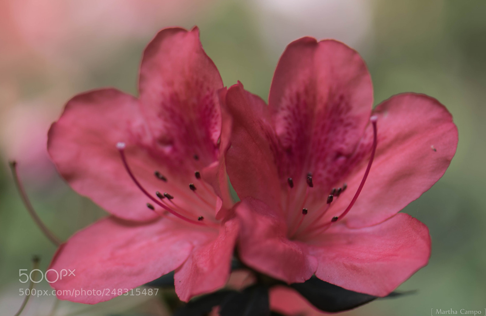 Nikon D5500 sample photo. Twin flowers photography