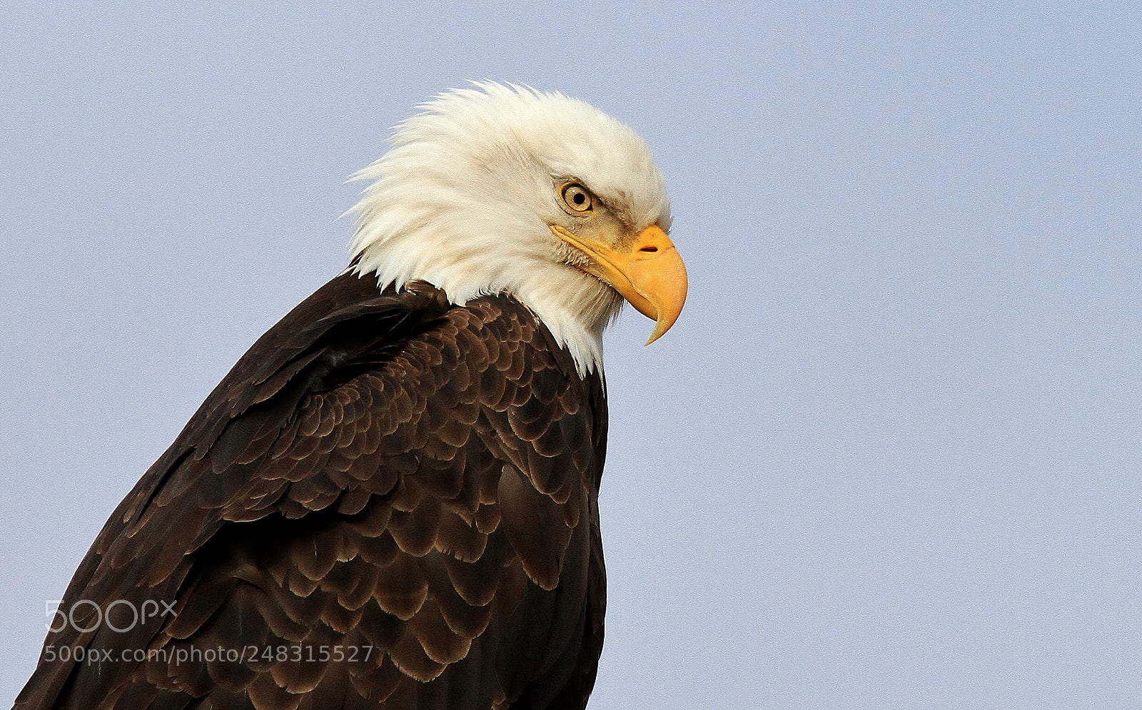 Canon EOS 7D sample photo. North american icon photography