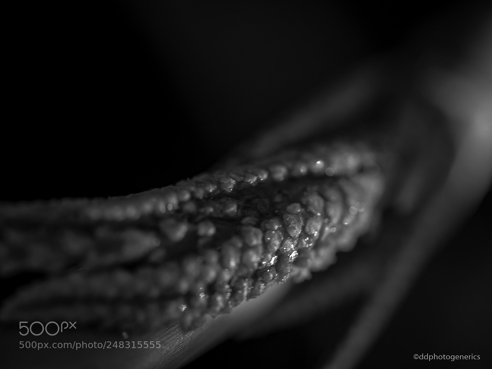 Olympus OM-D E-M1 sample photo. Palmetto buds photography