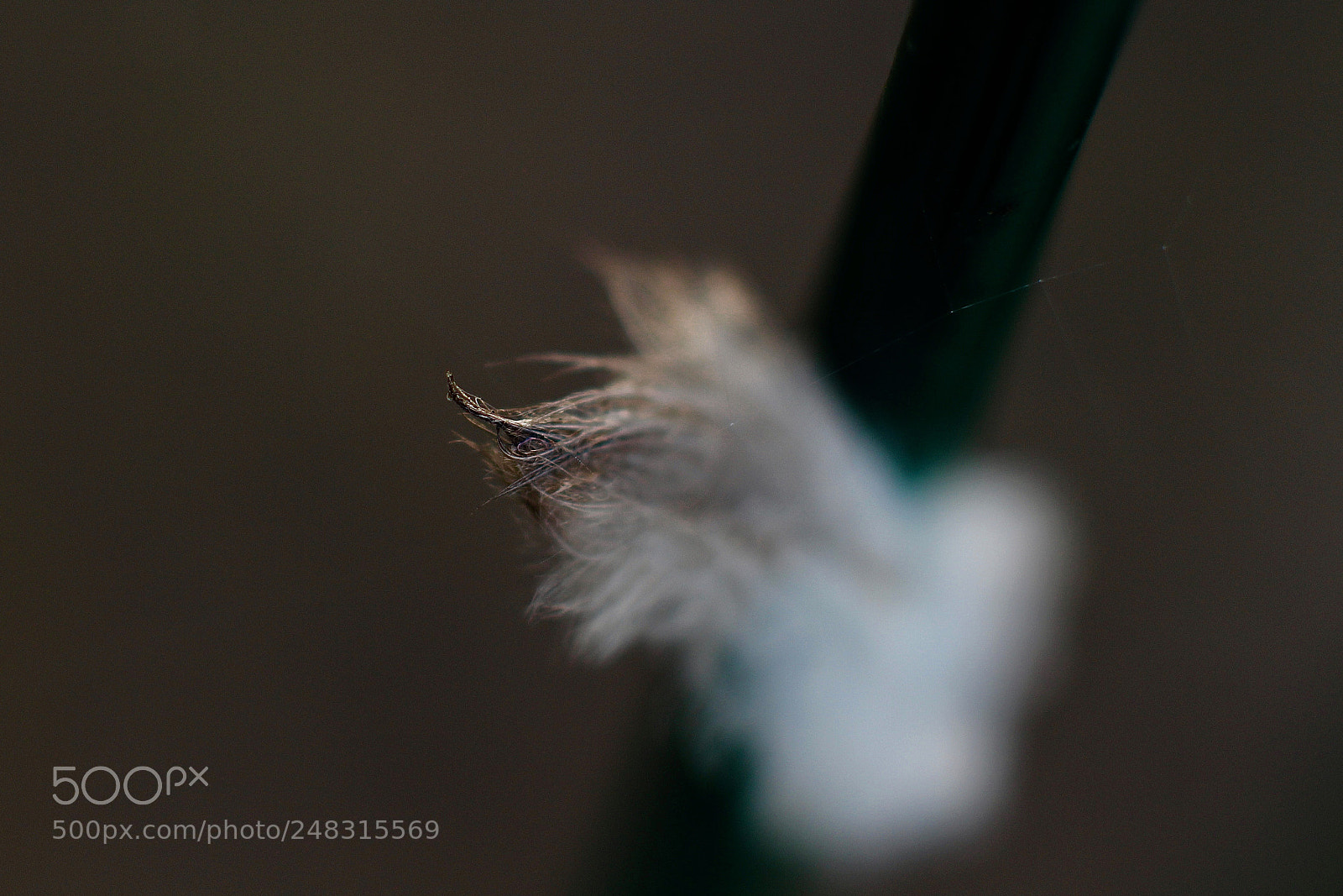 Canon EOS 700D (EOS Rebel T5i / EOS Kiss X7i) sample photo. 20180305_makro photography
