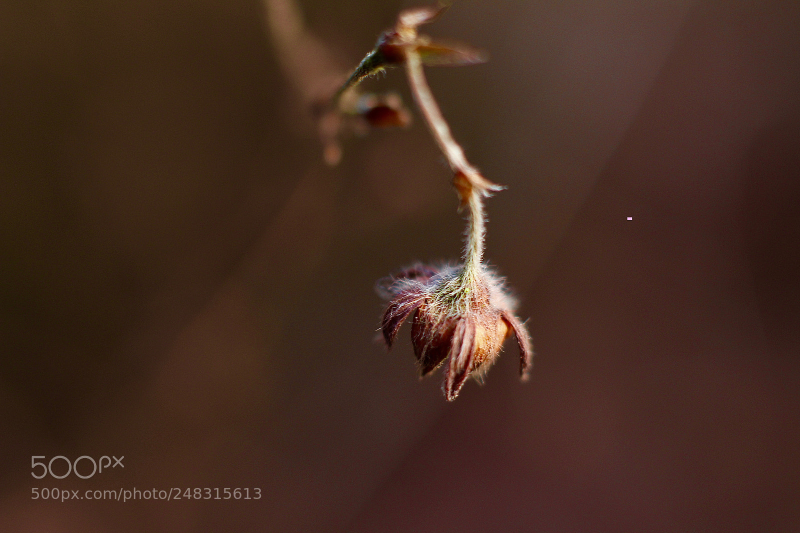 Canon EOS 700D (EOS Rebel T5i / EOS Kiss X7i) sample photo. 20180305_makro photography