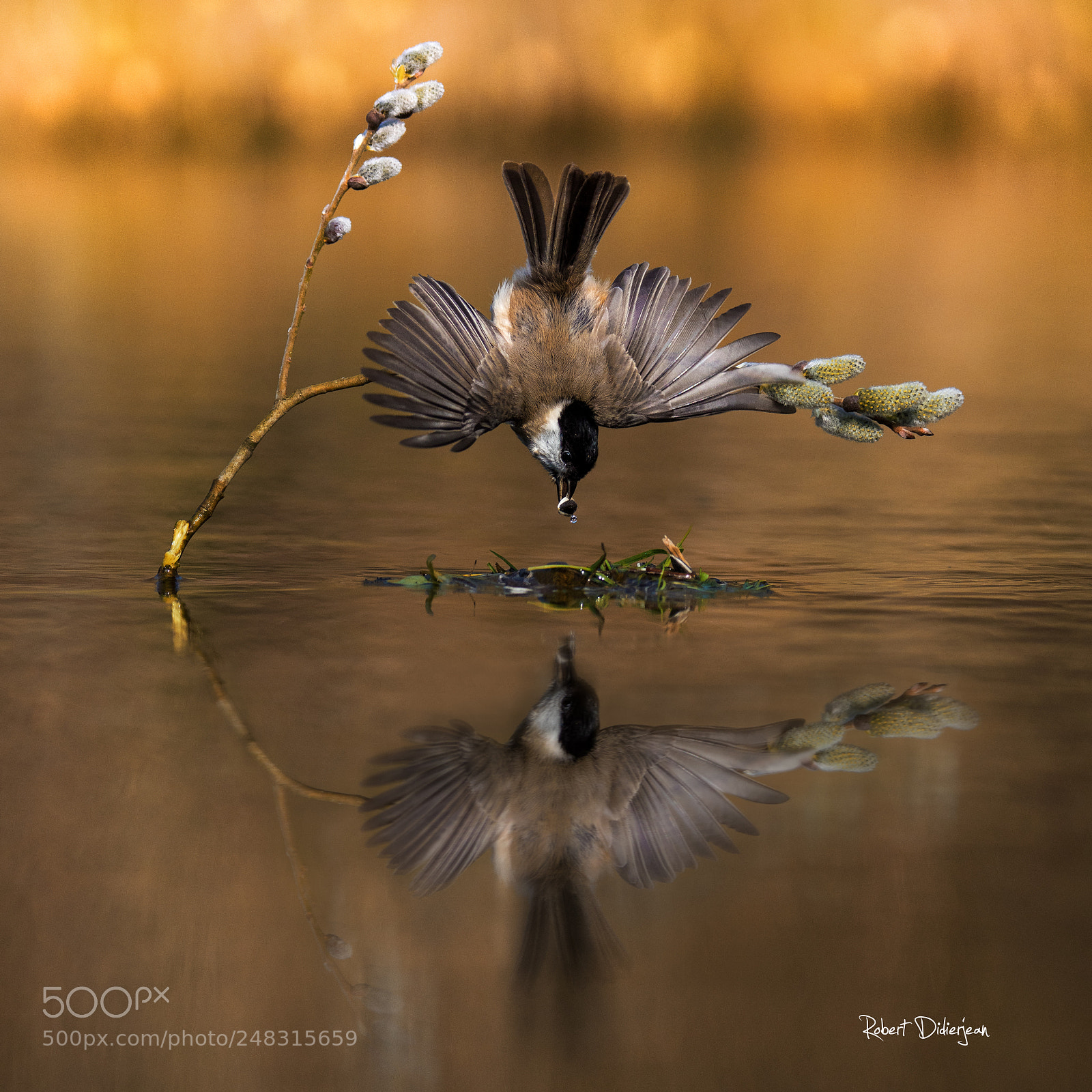 Nikon D810 sample photo. Marsh tit in balance photography