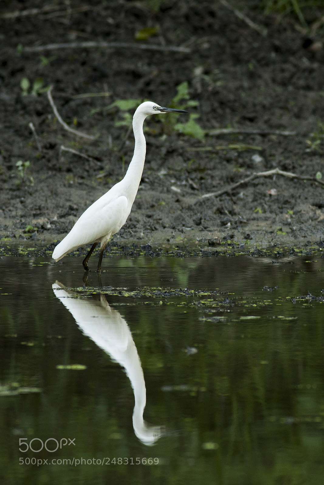 Canon EOS 40D sample photo. Img photography