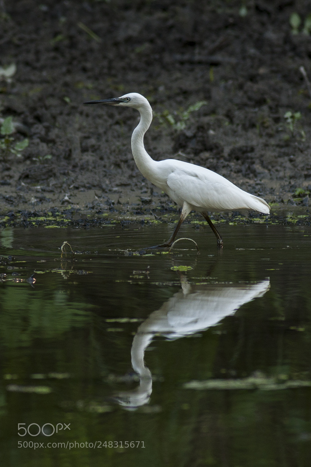 Canon EOS 40D sample photo. Img photography
