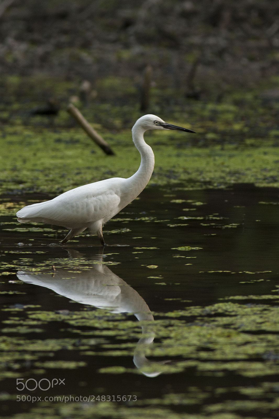 Canon EOS 40D sample photo. Img photography