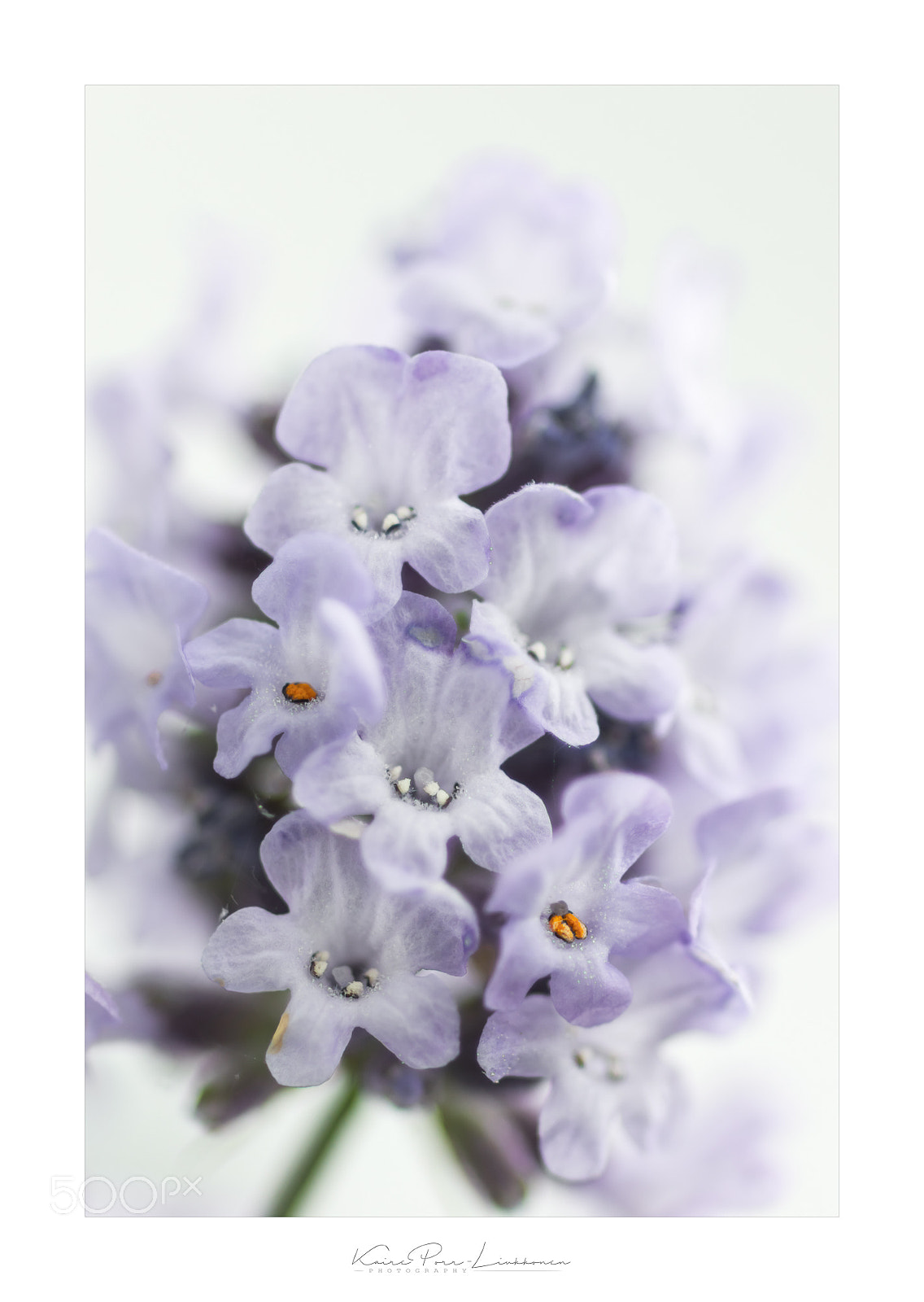 Sony SLT-A77 sample photo. Lavender photography
