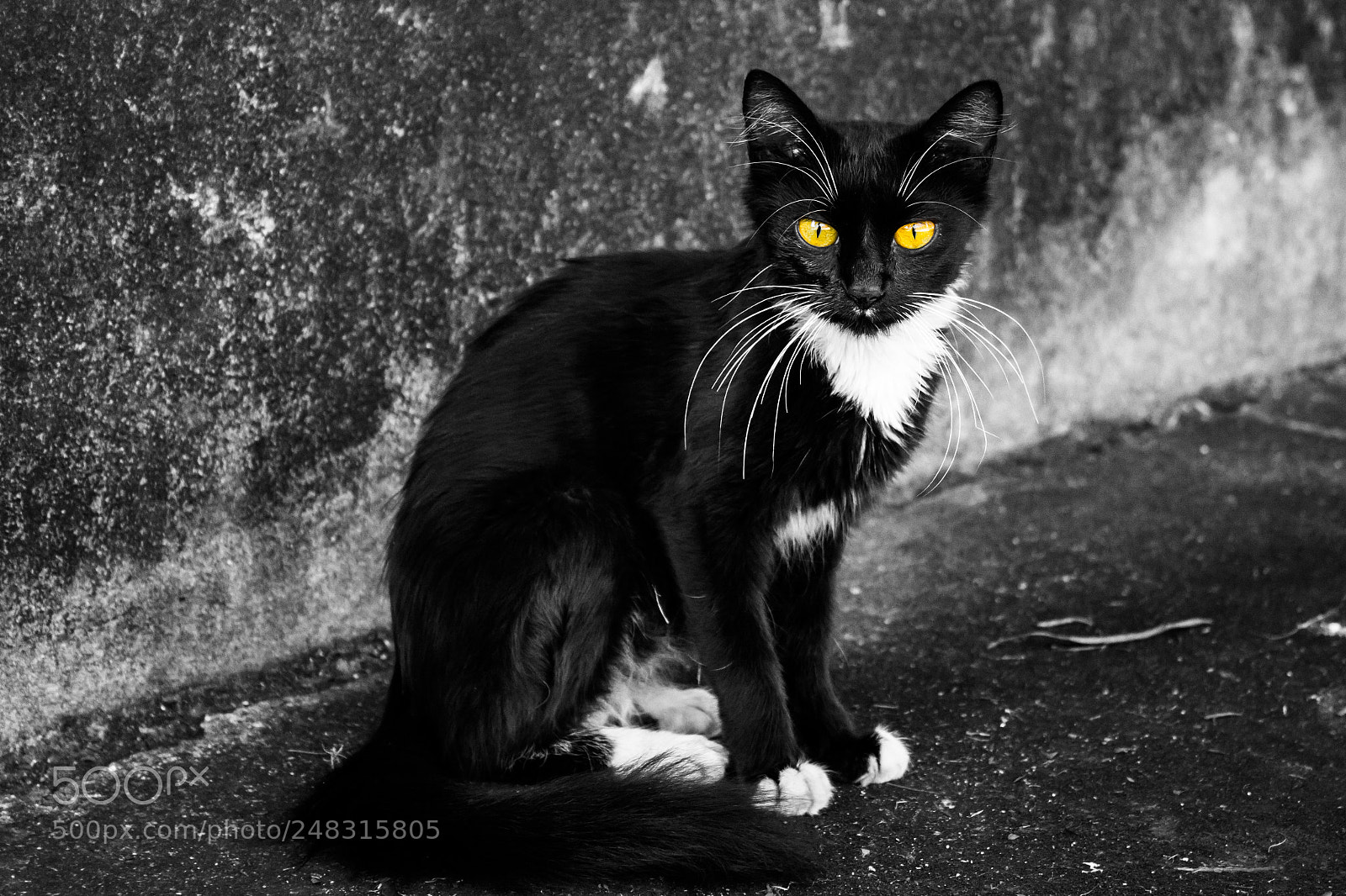 Canon EOS 700D (EOS Rebel T5i / EOS Kiss X7i) sample photo. A cat in the photography